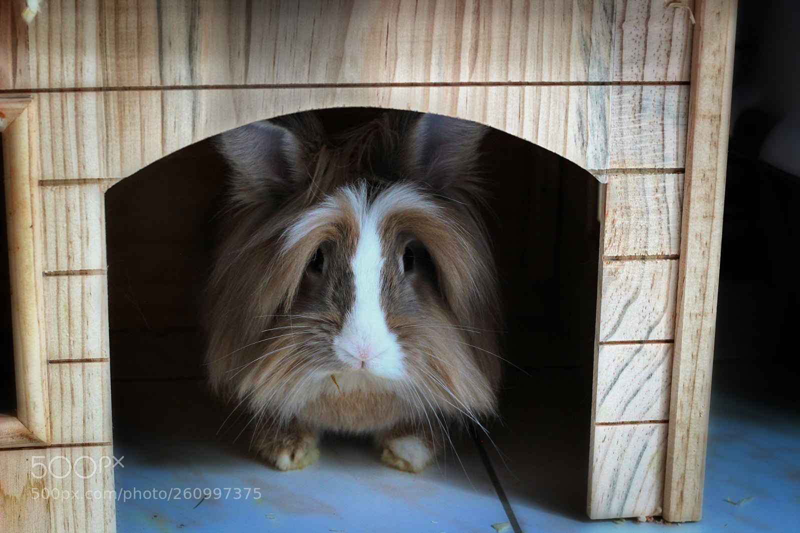 Canon EOS 1200D (EOS Rebel T5 / EOS Kiss X70 / EOS Hi) sample photo. Cookie in his new photography