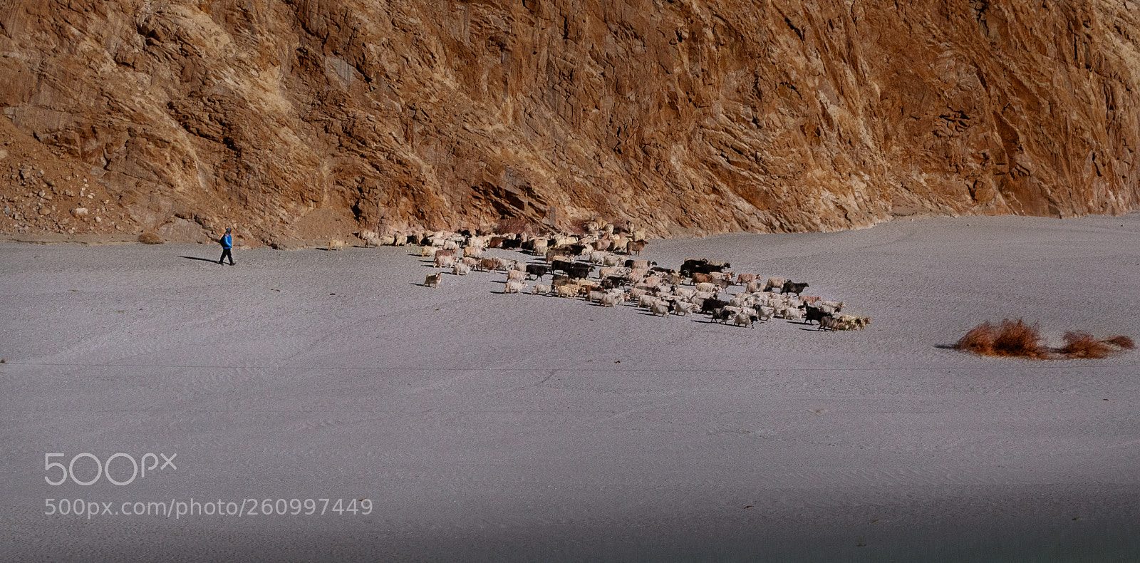 Canon EOS 80D sample photo. The pashmina herd sheep photography