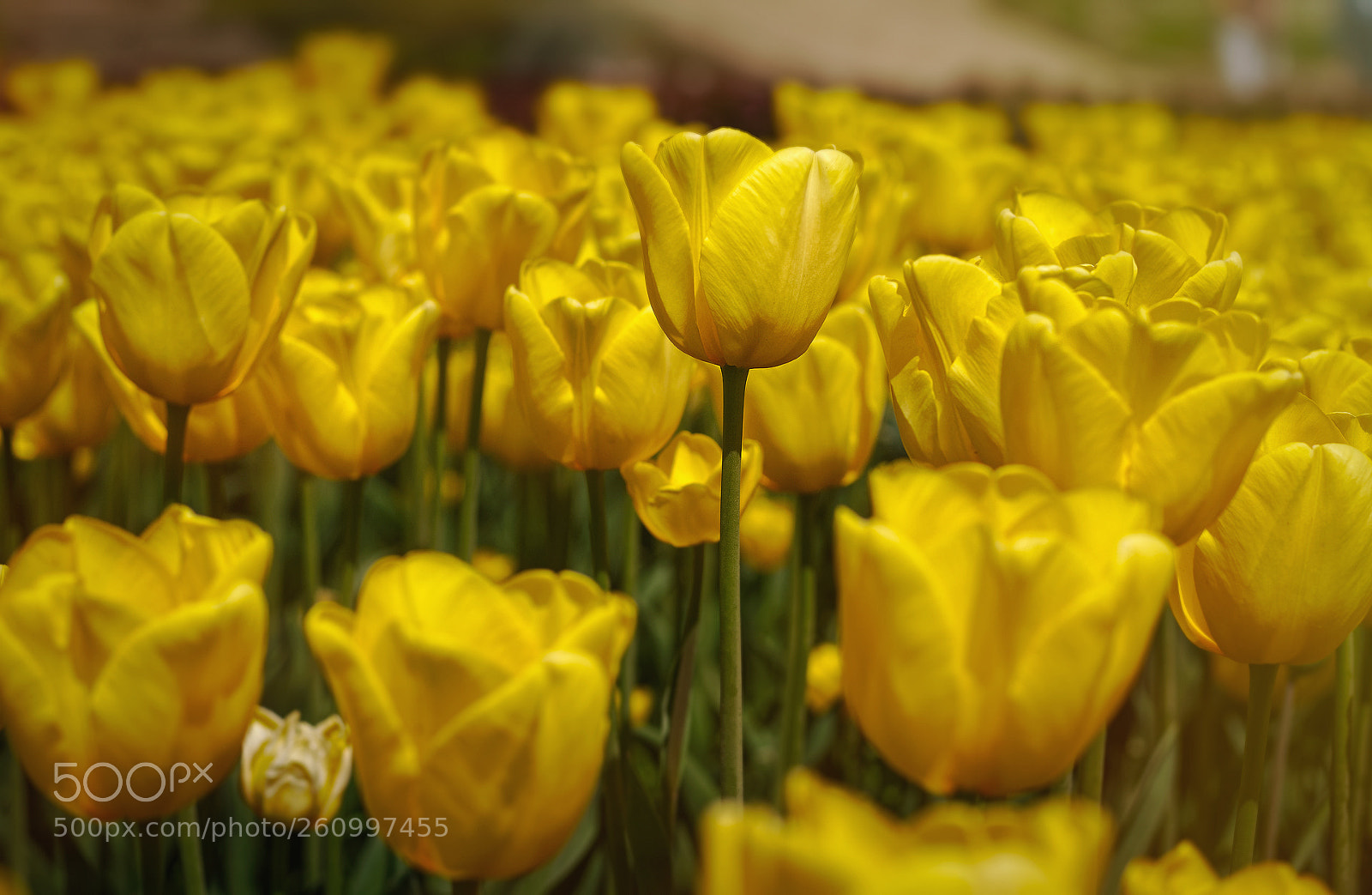 Pentax K-1 sample photo. Springtime... (18) photography