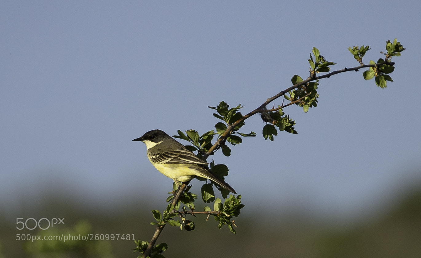 Canon EOS 6D sample photo. Yellow wagtail motacilla flava photography