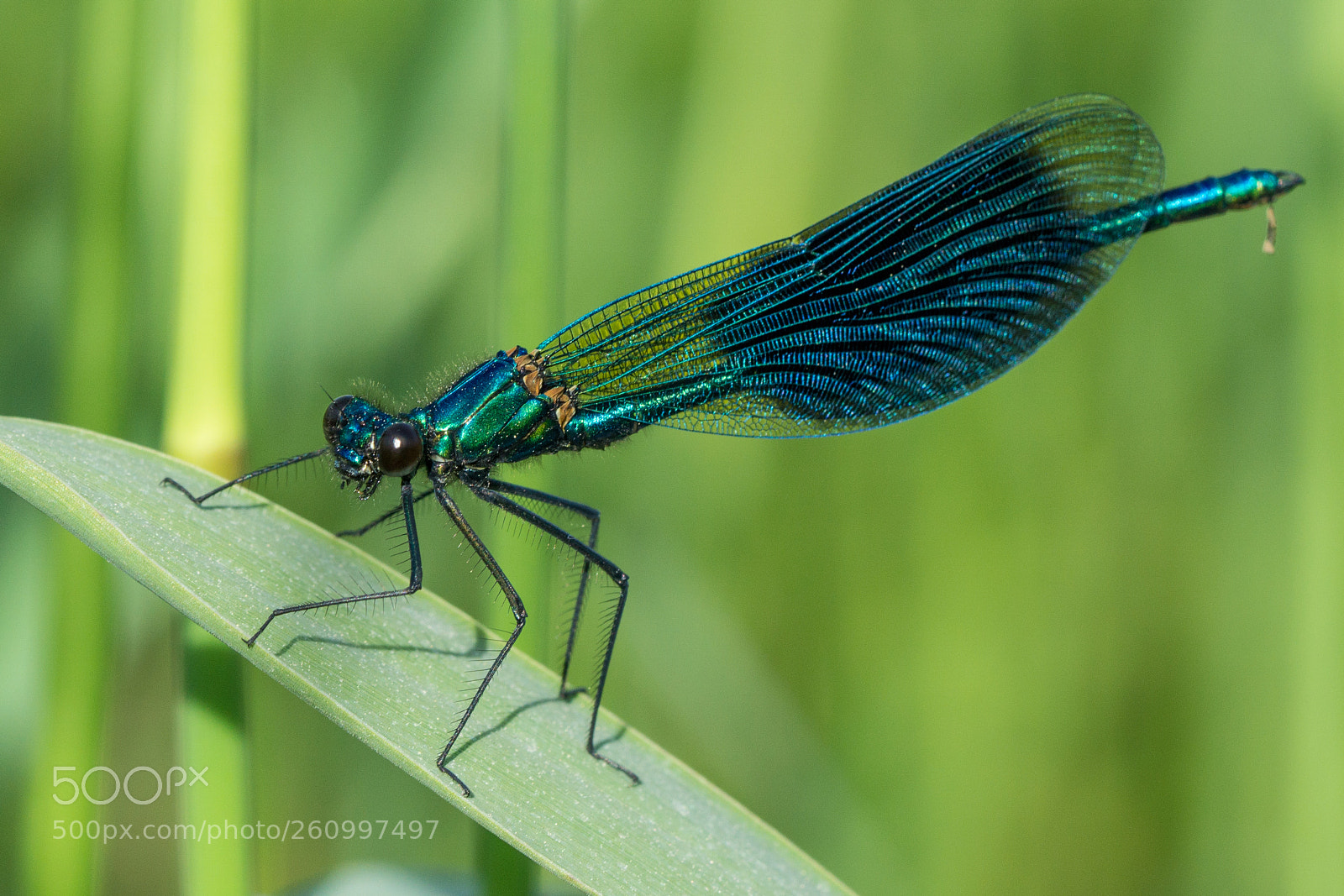 Sony a6000 sample photo. Blue green beautiful demoiselle photography