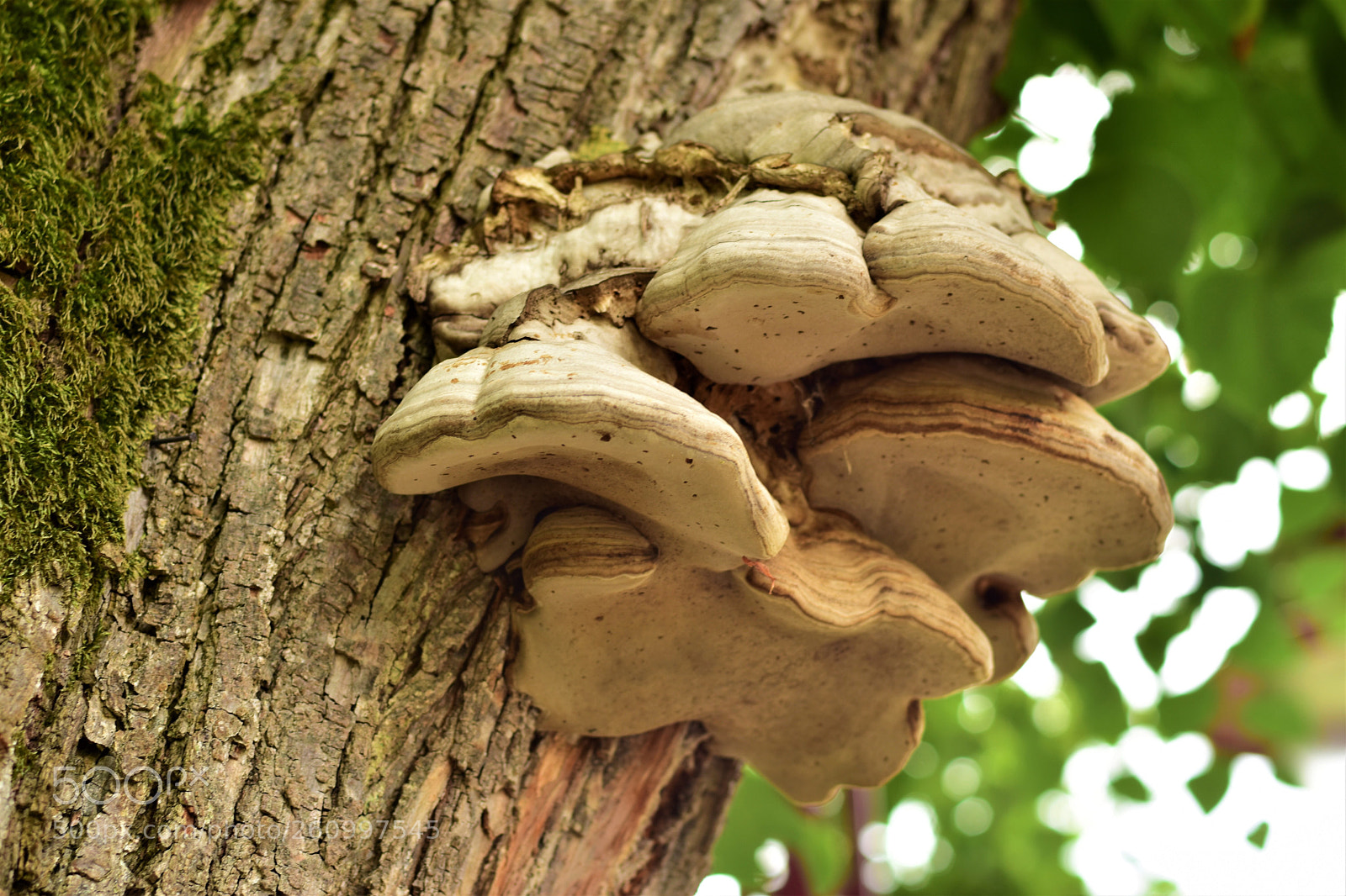Nikon D5500 sample photo. Mushroom photography
