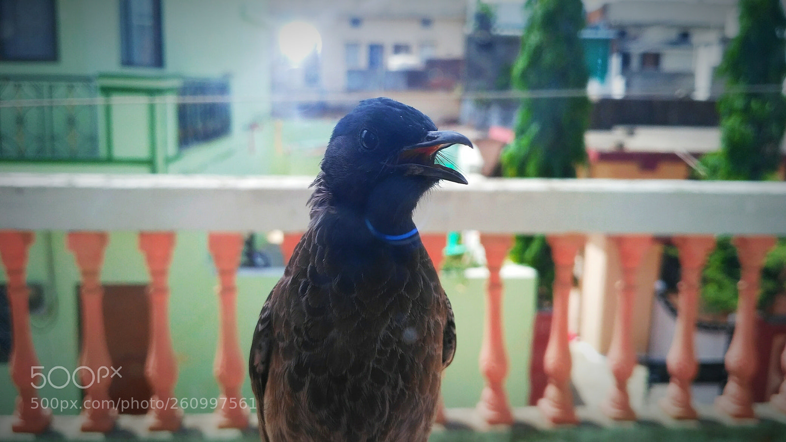 Xiaomi Redmi 3S sample photo. Img_20180420_104933.jpg photography