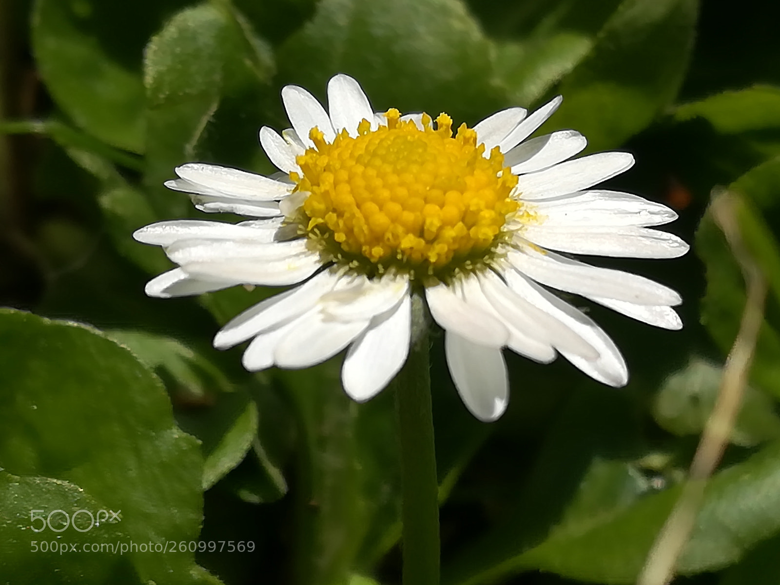 HUAWEI P10 lite sample photo. One daisy coming up photography