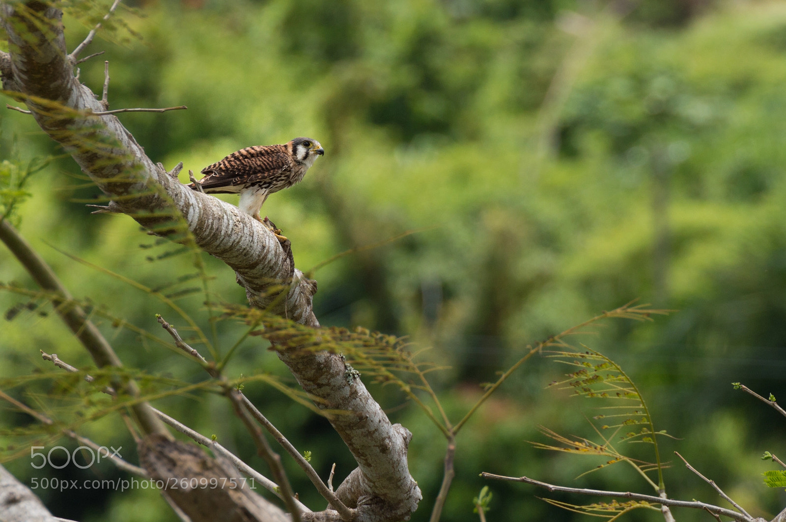 Nikon D3200 sample photo. American kestrel & its prey photography