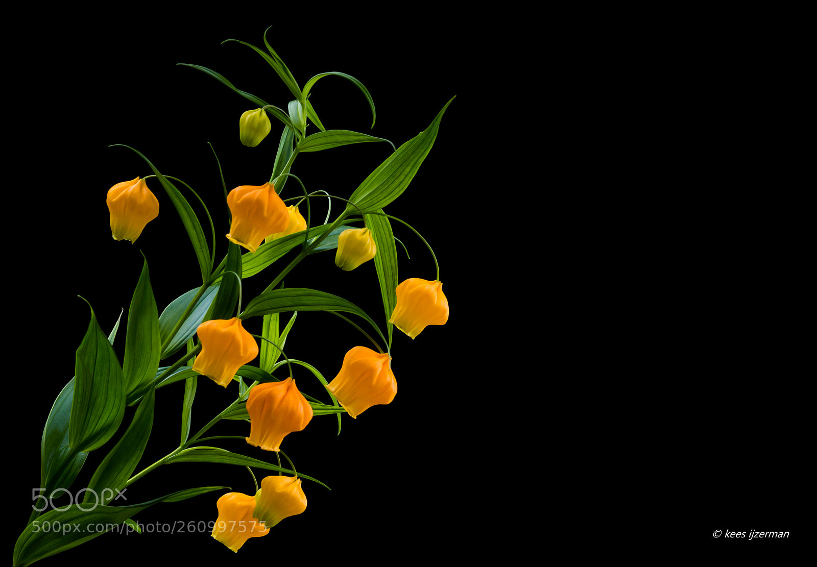 Sony SLT-A77 sample photo. Sandersonia aurantiaca. photography