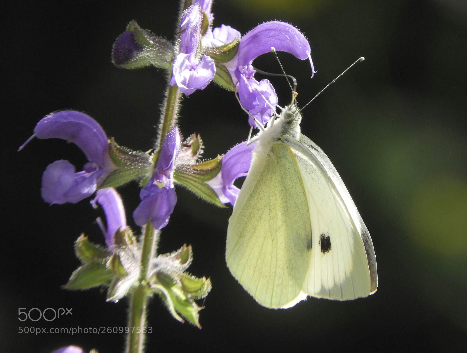 Nikon Coolpix B700 sample photo. Large white butterfly photography
