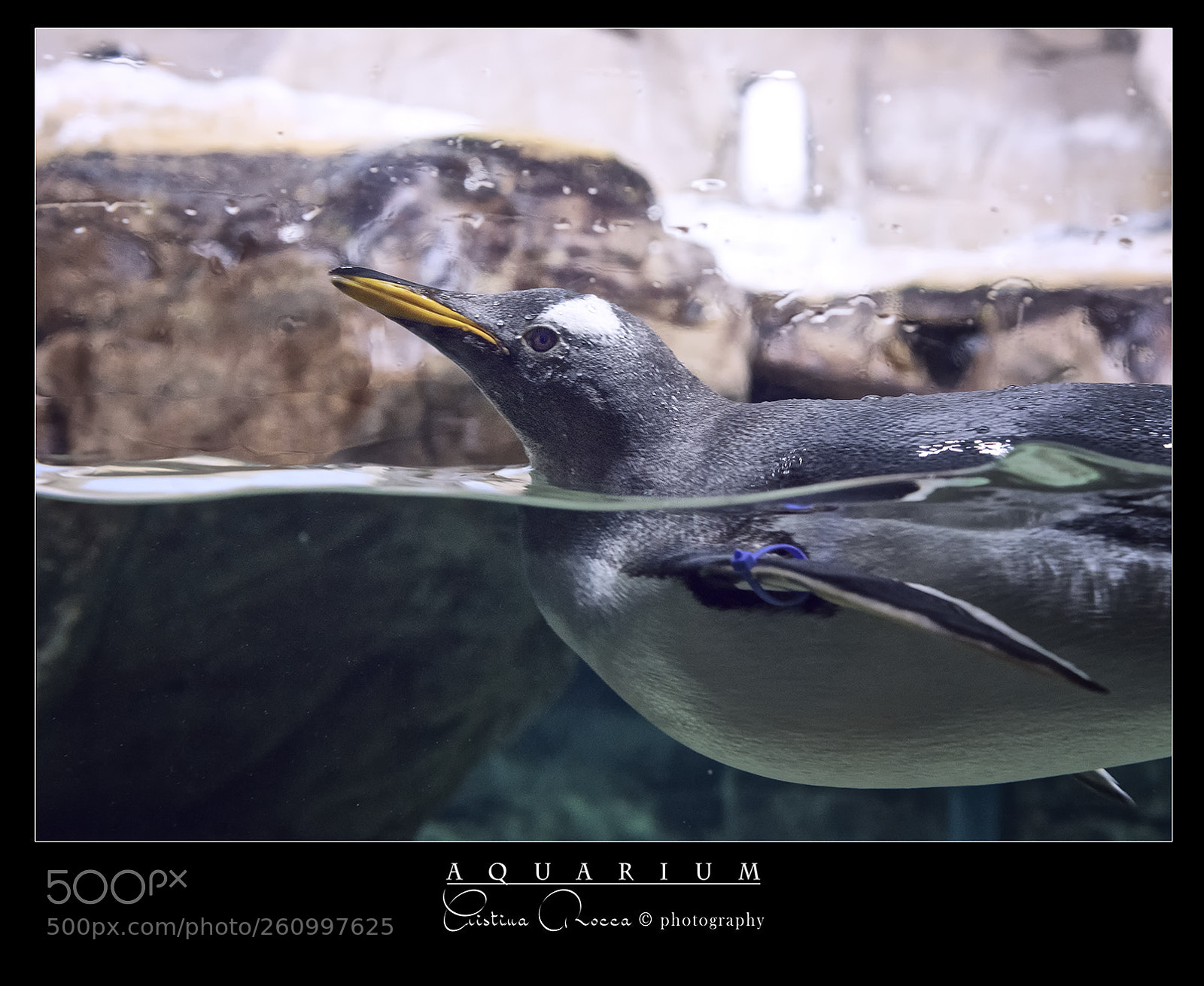 Nikon D750 sample photo. Aquarium photography