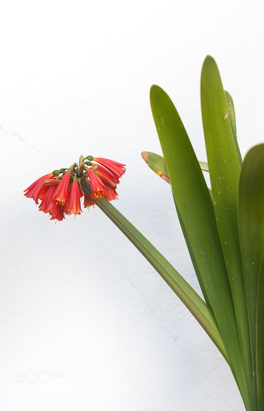 Canon EOS 5D Mark II sample photo. Clivia cyrtanthiflora photography