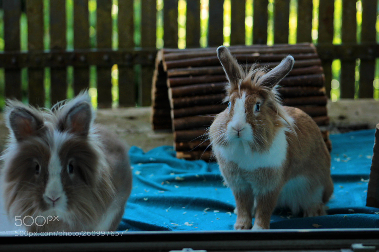Canon EOS 1200D (EOS Rebel T5 / EOS Kiss X70 / EOS Hi) sample photo. Cookie and flake photography