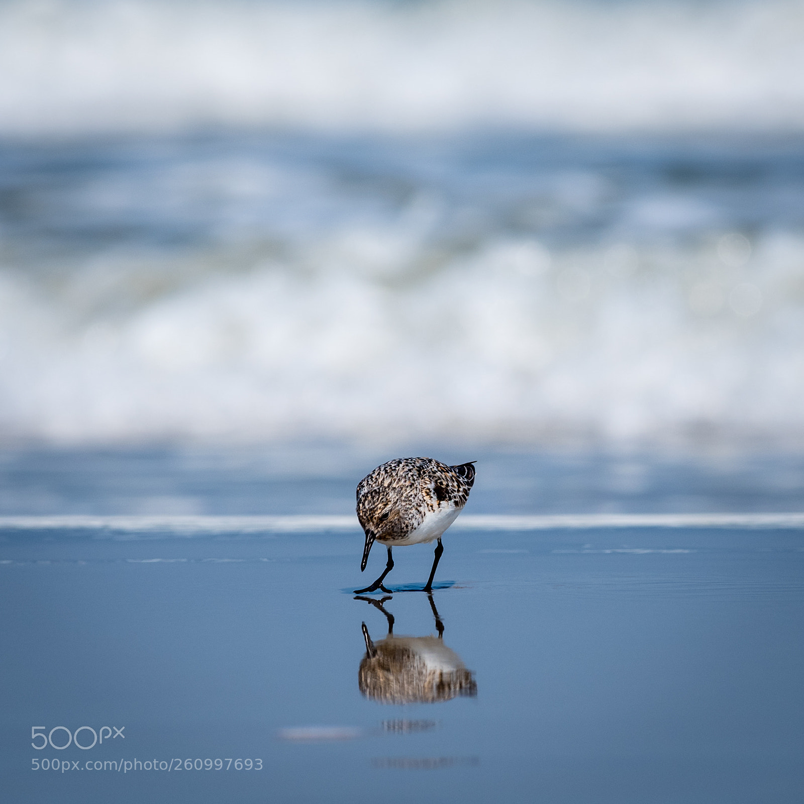 Pentax K-1 sample photo. Sanderling (calidris alba) photography
