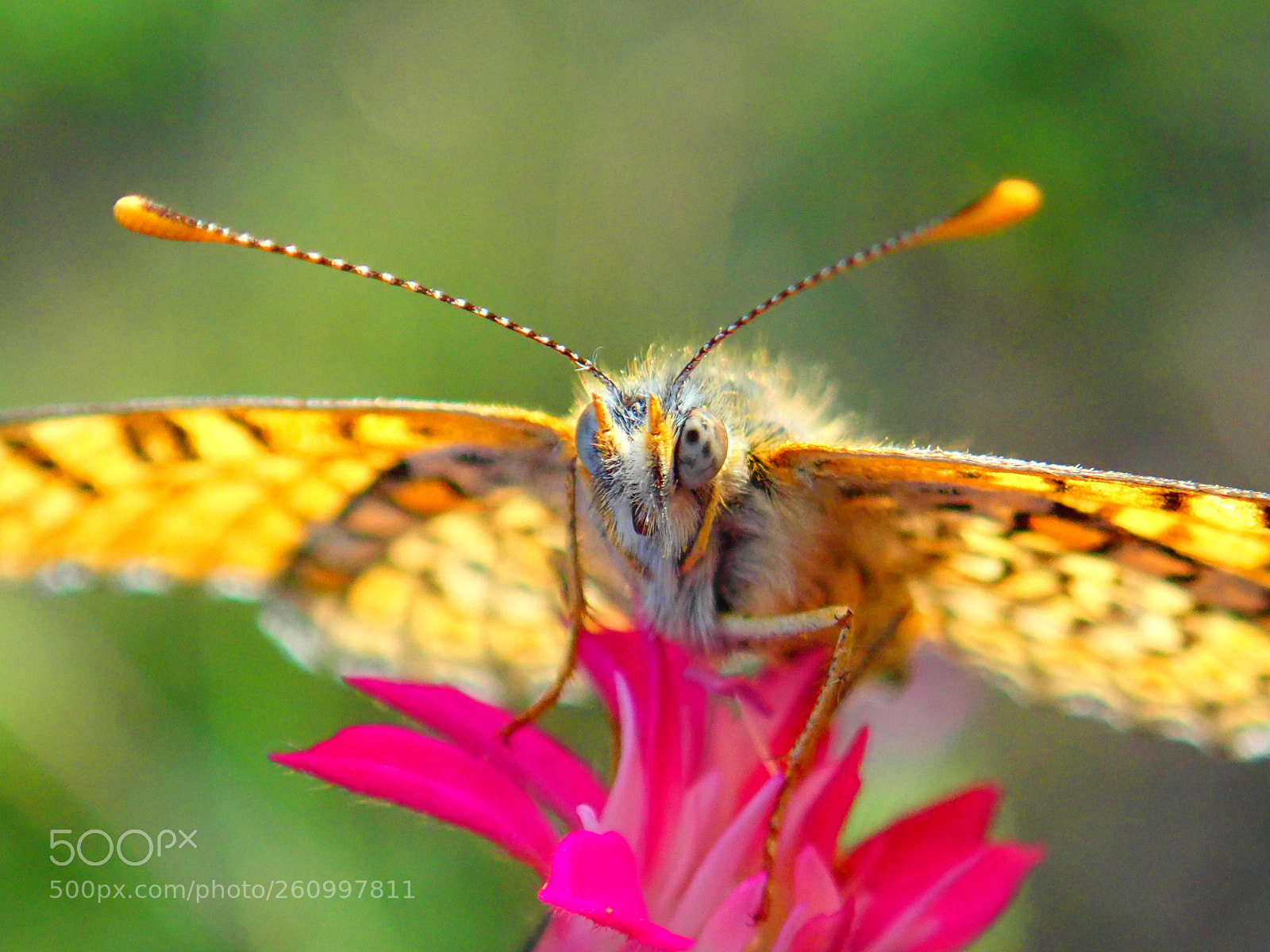 Olympus TG-5 sample photo. Butterfly photography