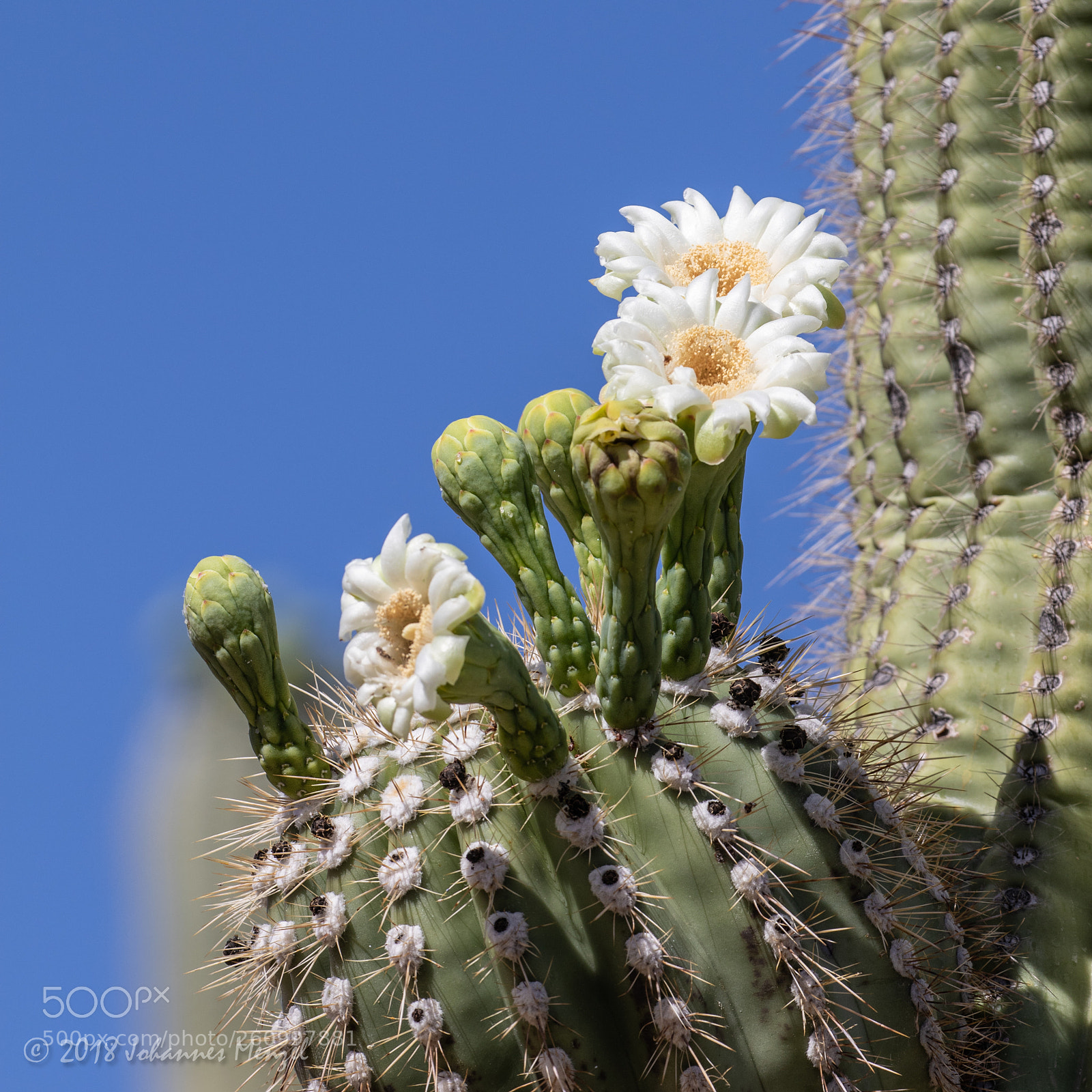 Canon EOS 7D Mark II sample photo. Desert flowers photography