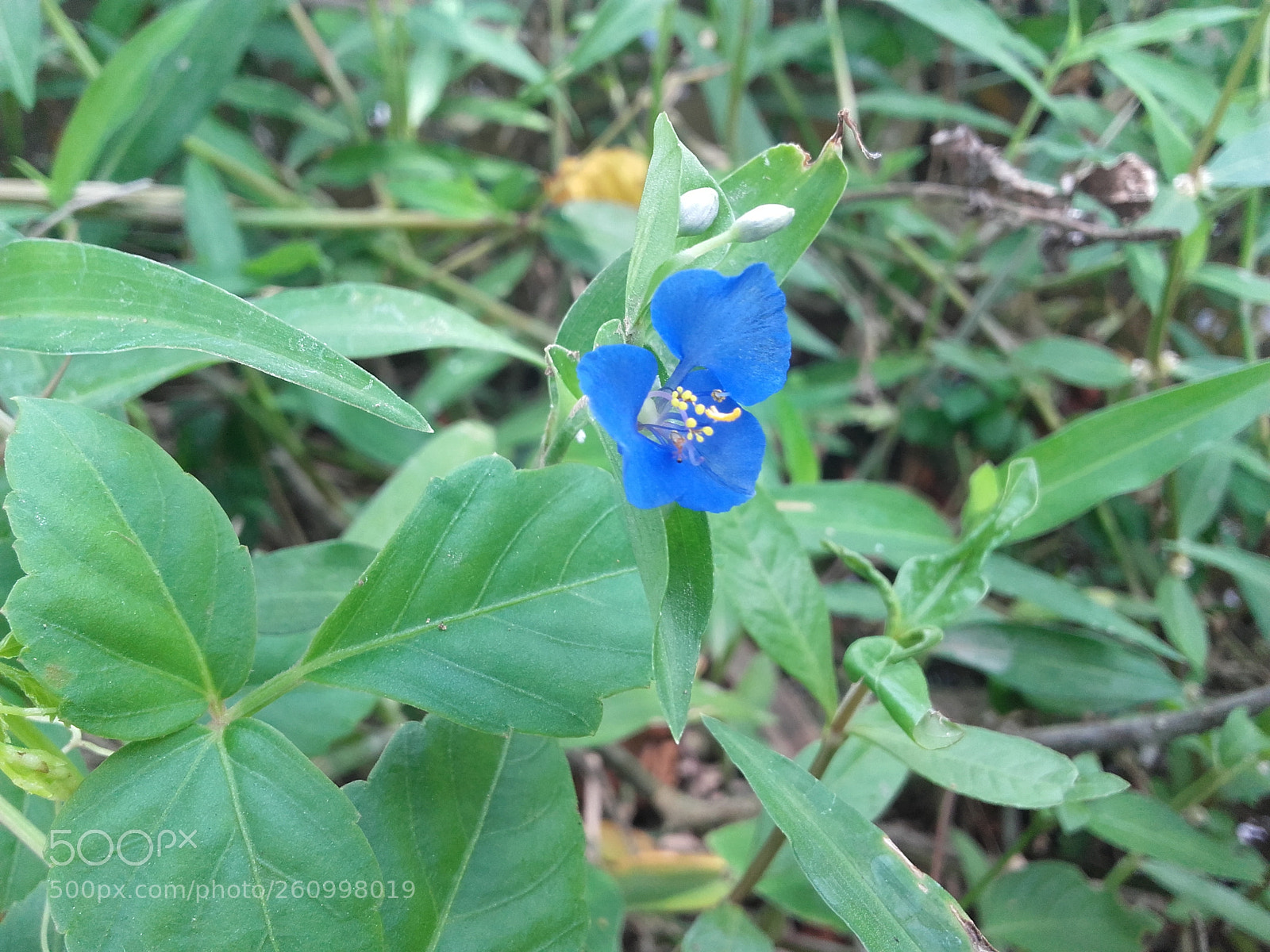 Samsung Galaxy Grand Prime sample photo. Untitled photography