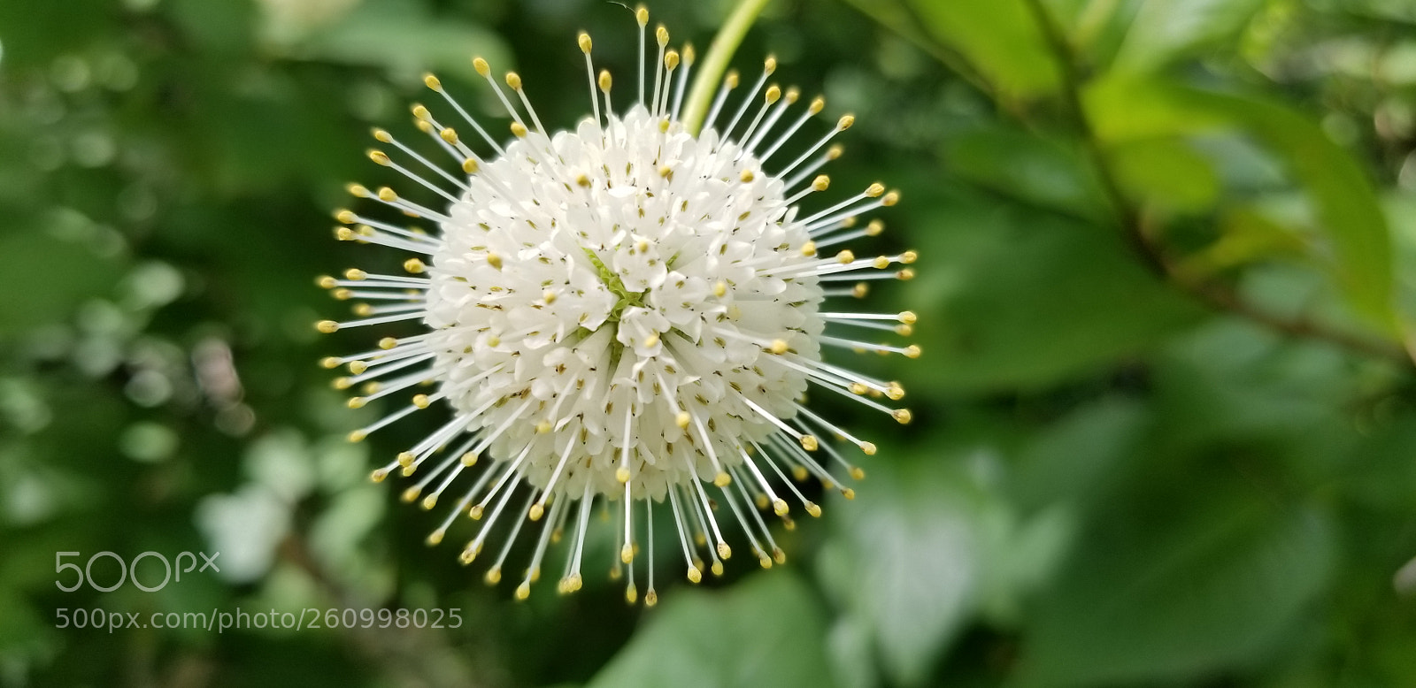 Samsung Galaxy S8+ sample photo. Wild flower on button photography