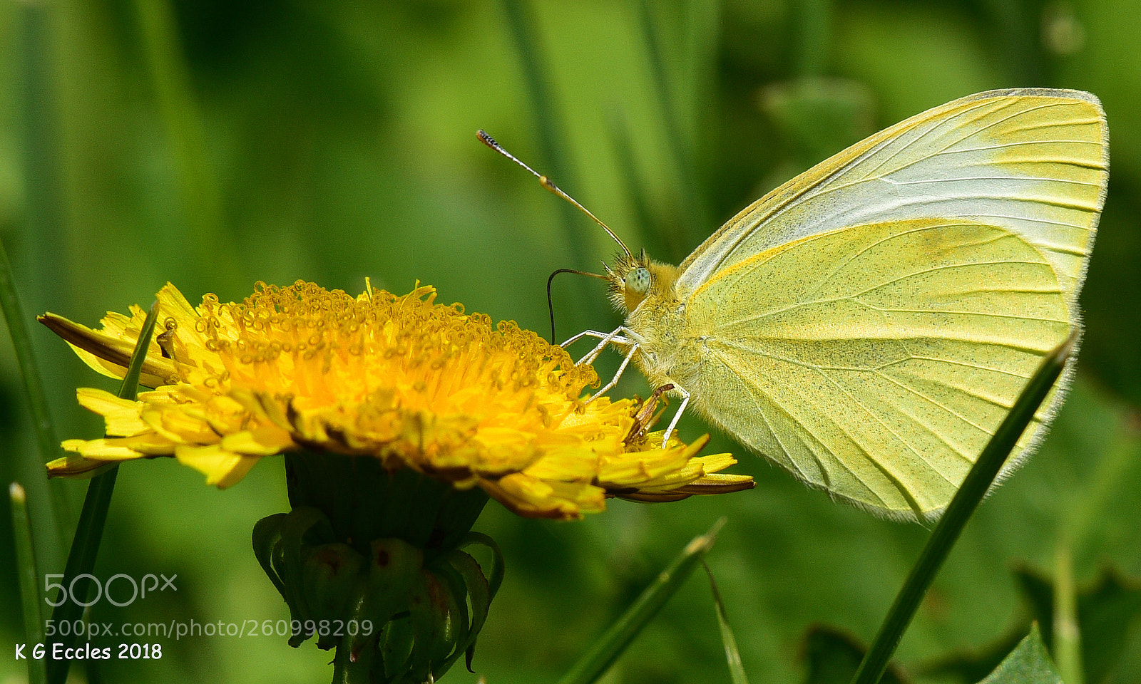 Nikon D810 sample photo. Backyard butterfly photography