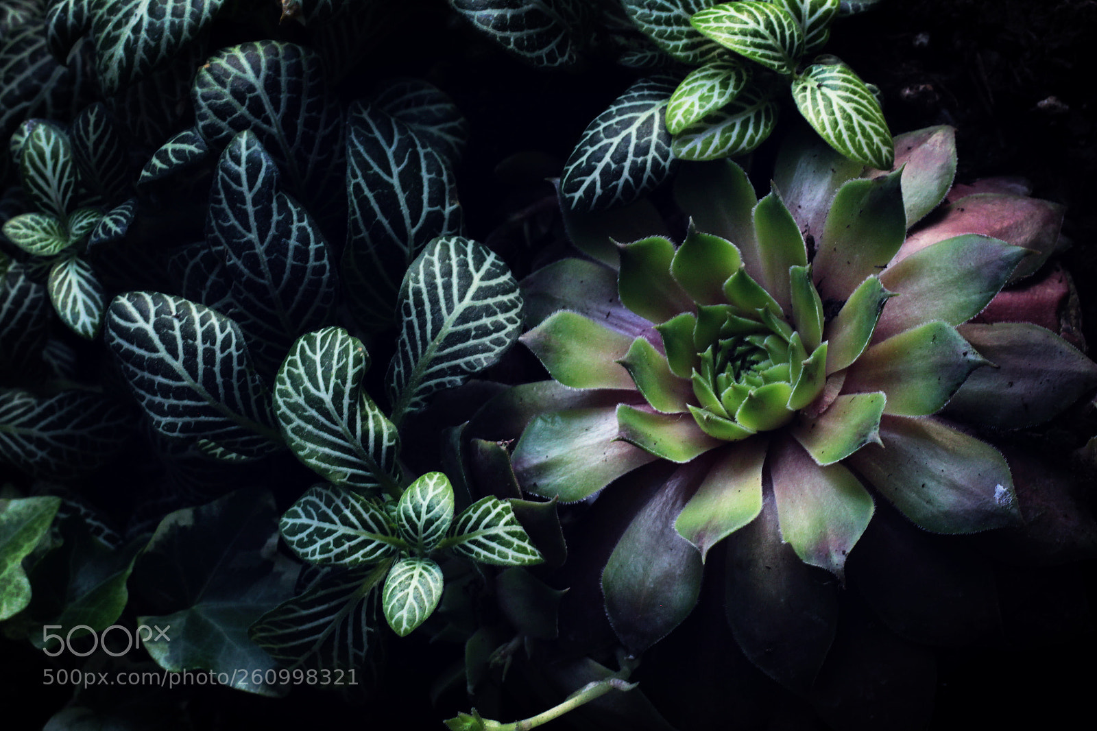 Canon EOS 1200D (EOS Rebel T5 / EOS Kiss X70 / EOS Hi) sample photo. Sempervivum et fittonia verschaffeltii photography