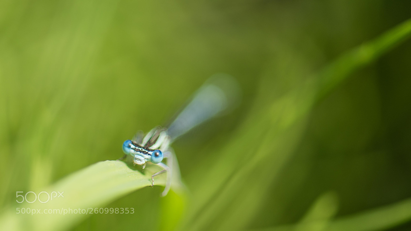 Nikon D810 sample photo. Blue eyes photography