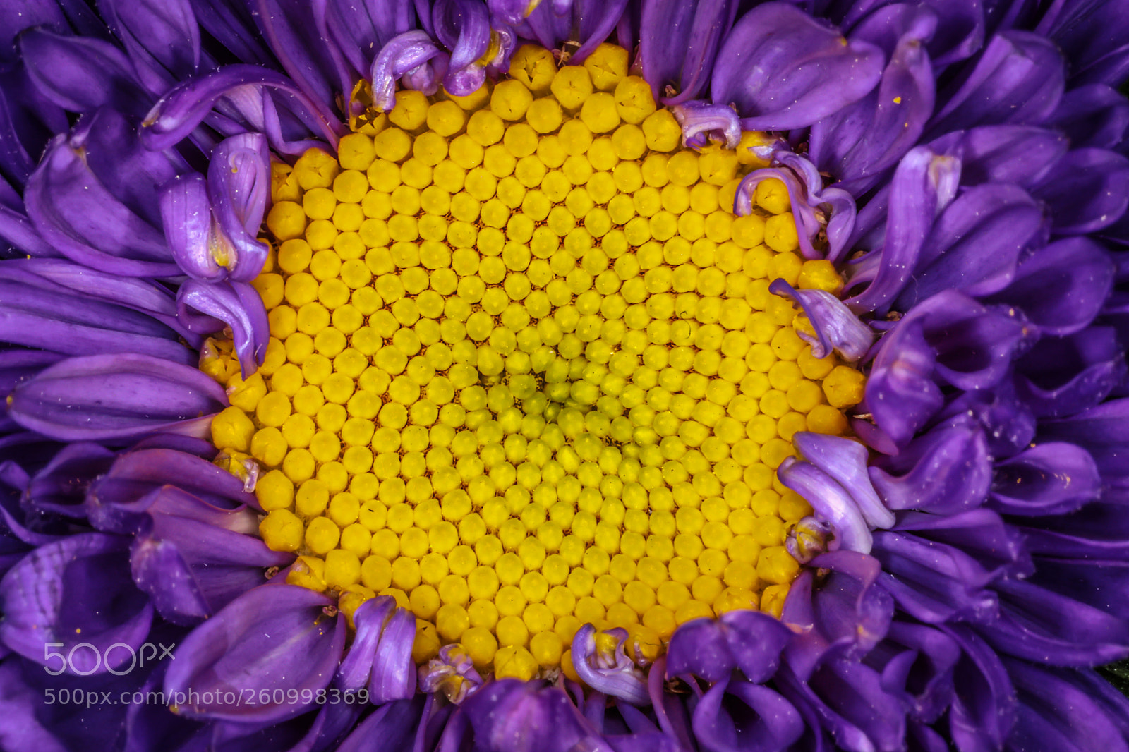 Canon EOS 5D Mark IV sample photo. Yellow spots photography