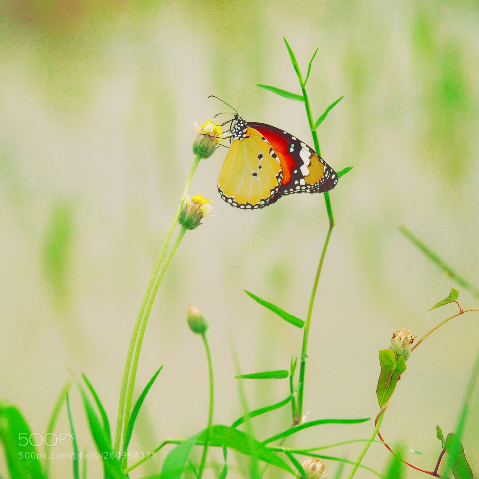 Nikon D90 sample photo. Butterfly photography