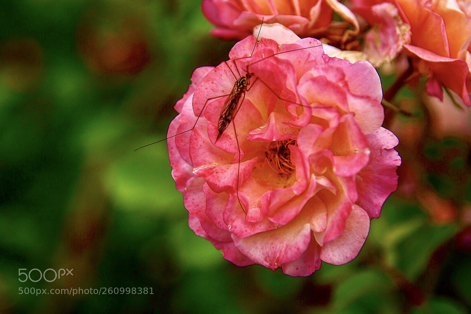 Nikon D750 sample photo. Ccc photography
