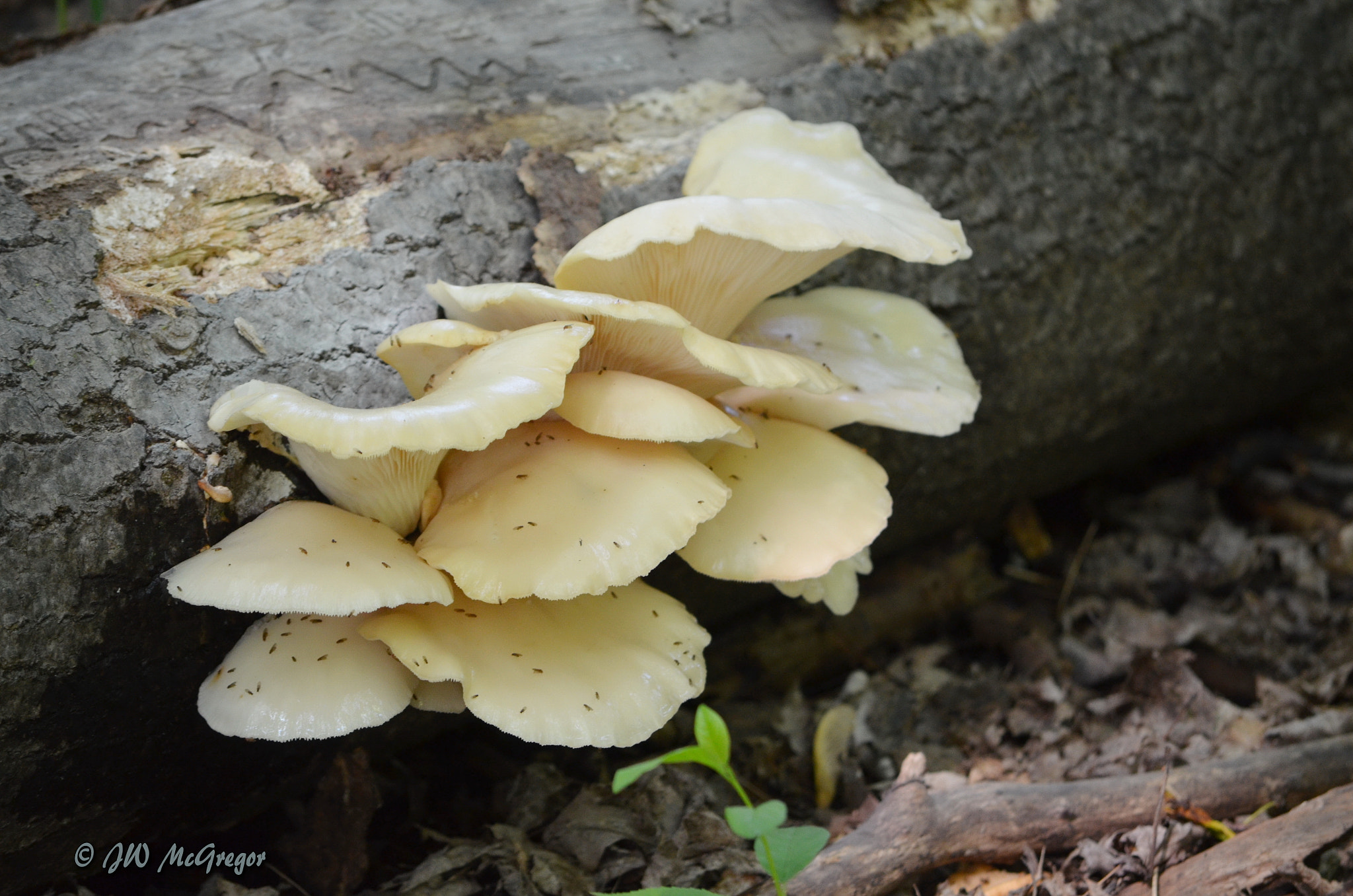 Nikon D5100 sample photo. Sifton bog photography