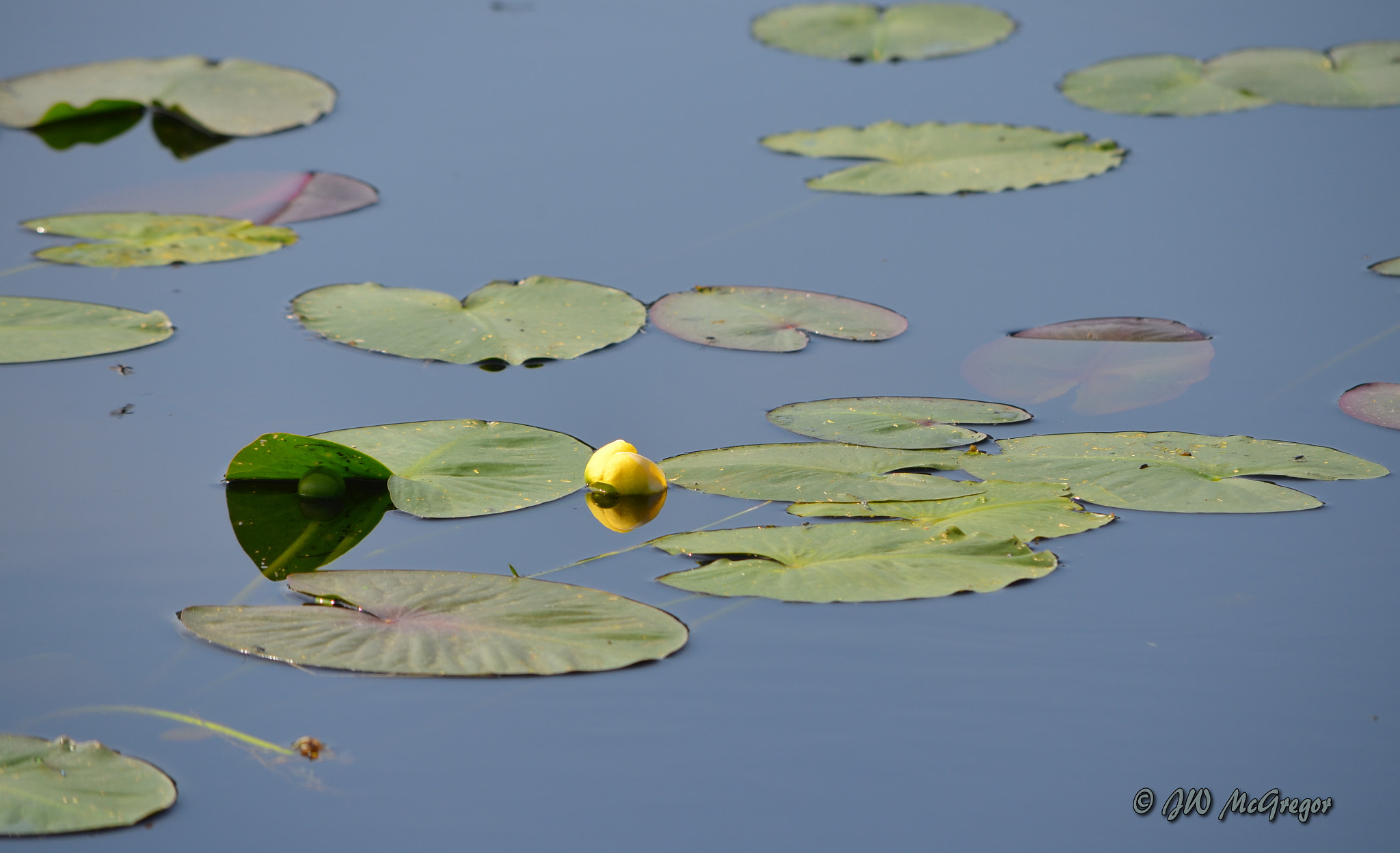 Nikon D5100 sample photo. Sifton bog photography