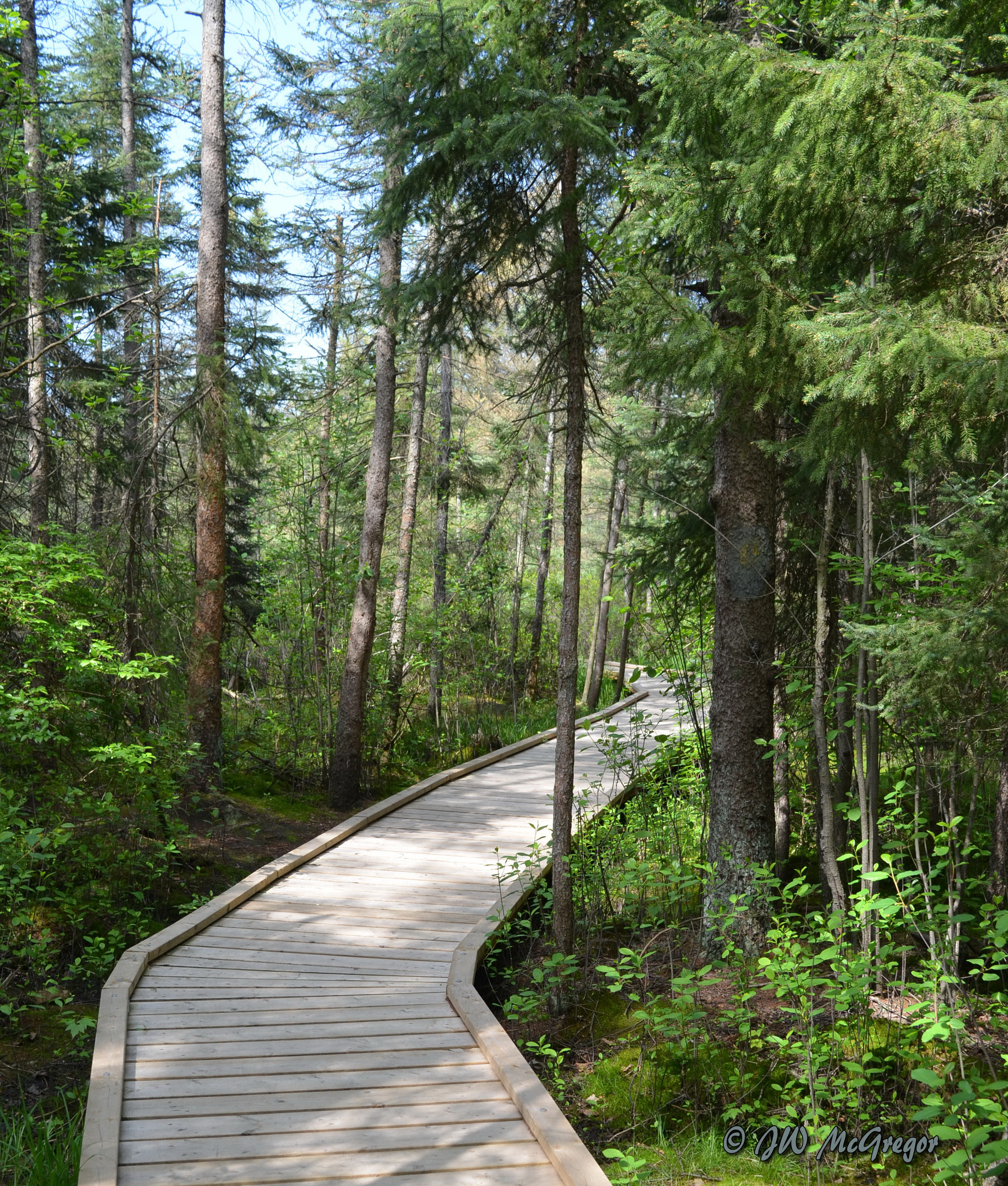 Nikon D5100 sample photo. Sifton bog photography