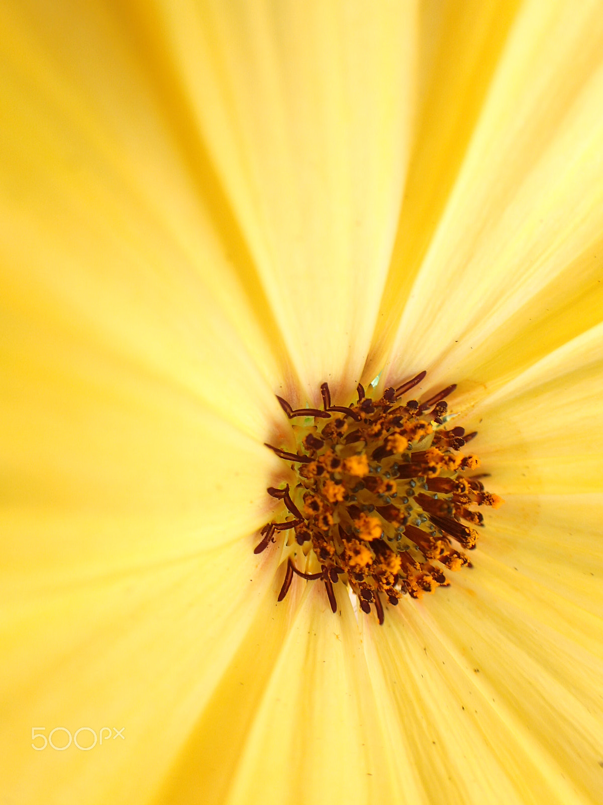 Olympus TG-4 sample photo. Golden delight photography