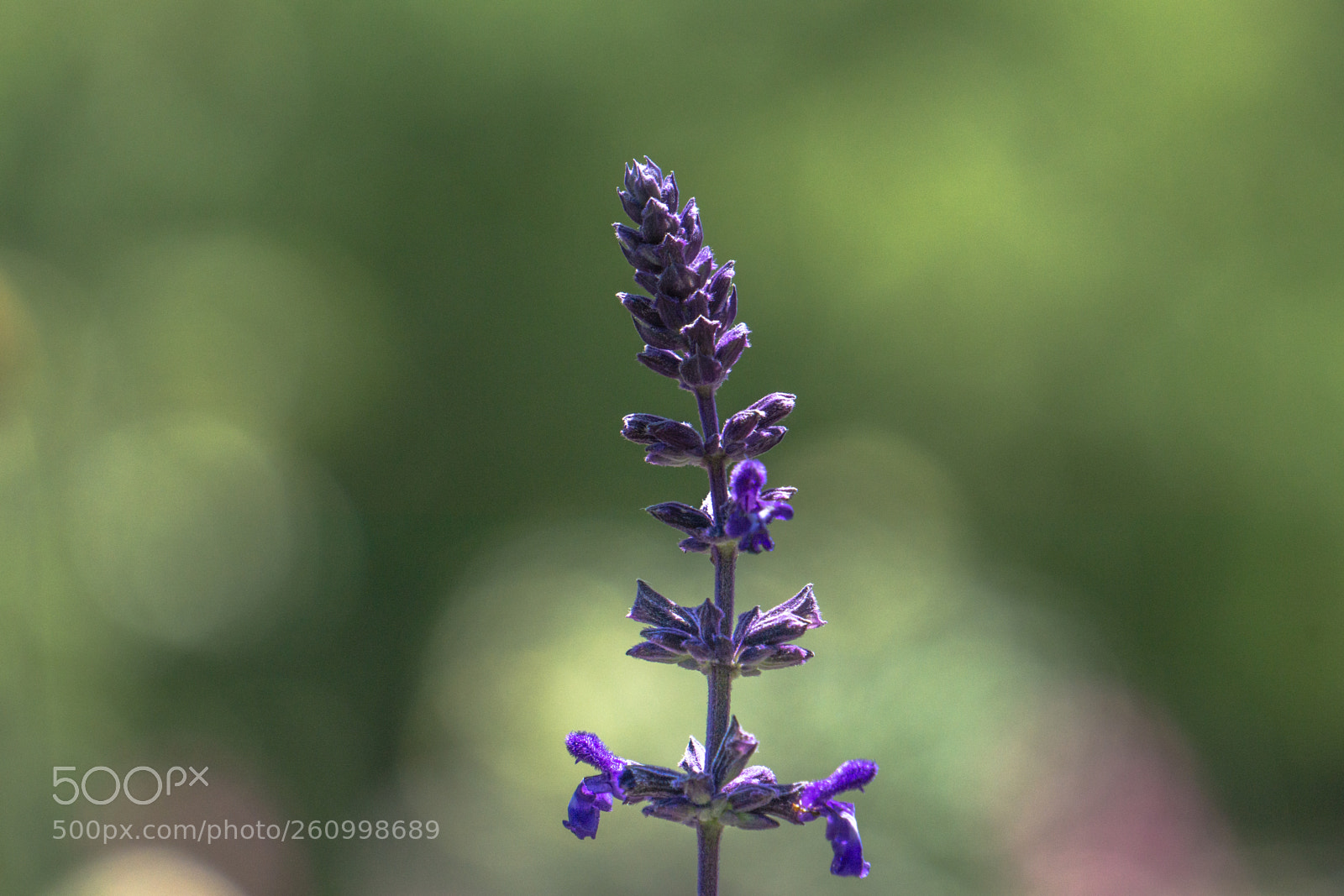 Sony a6000 sample photo. Lavender spear photography