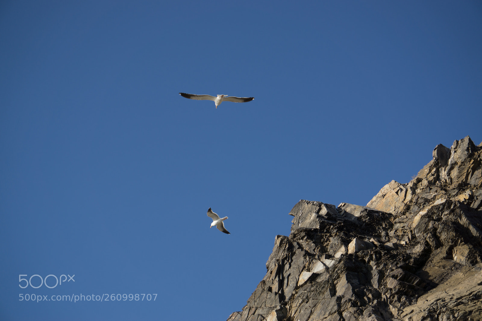 Sony a6000 sample photo. Gliding pair photography