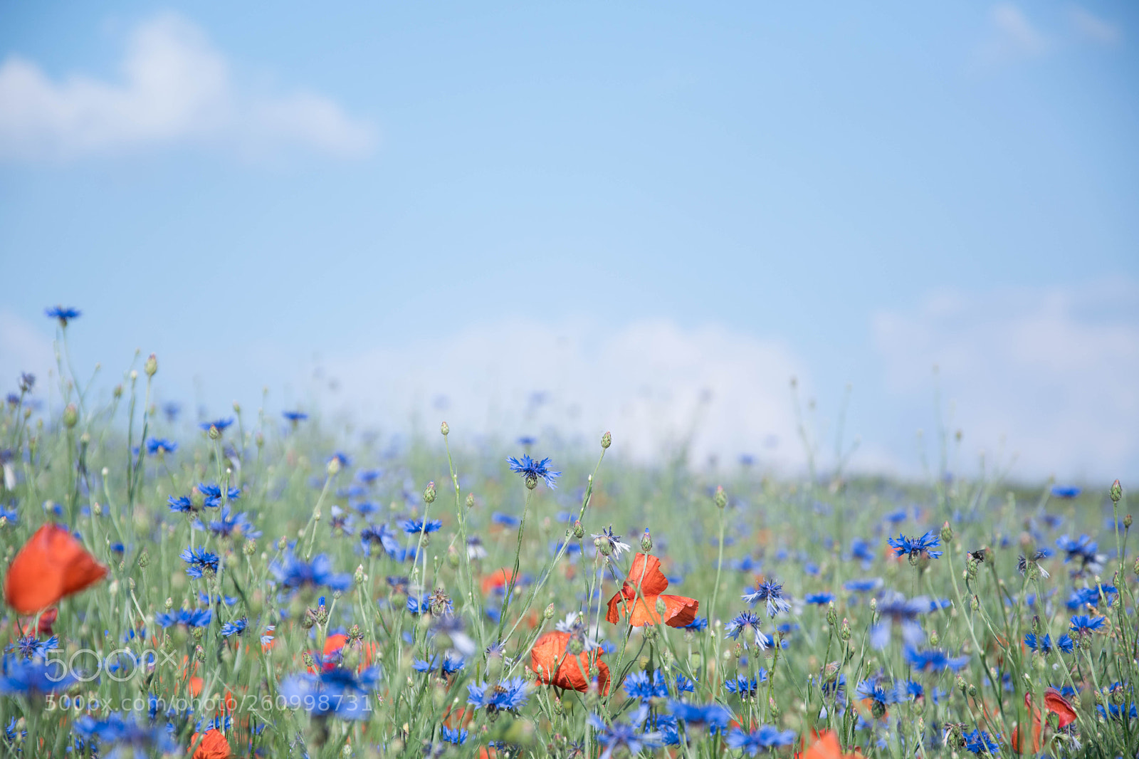 Nikon D3300 sample photo. Wild field photography