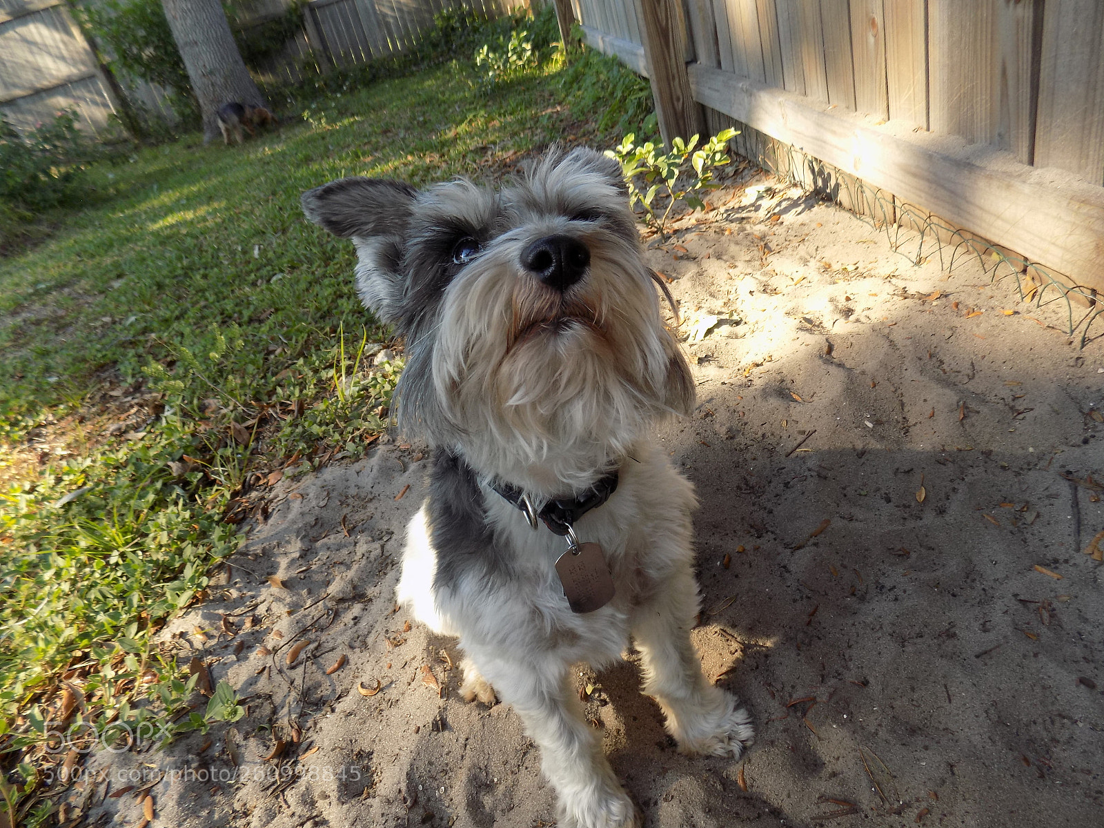 Nikon COOLPIX L340 sample photo. Wheres my treat? photography