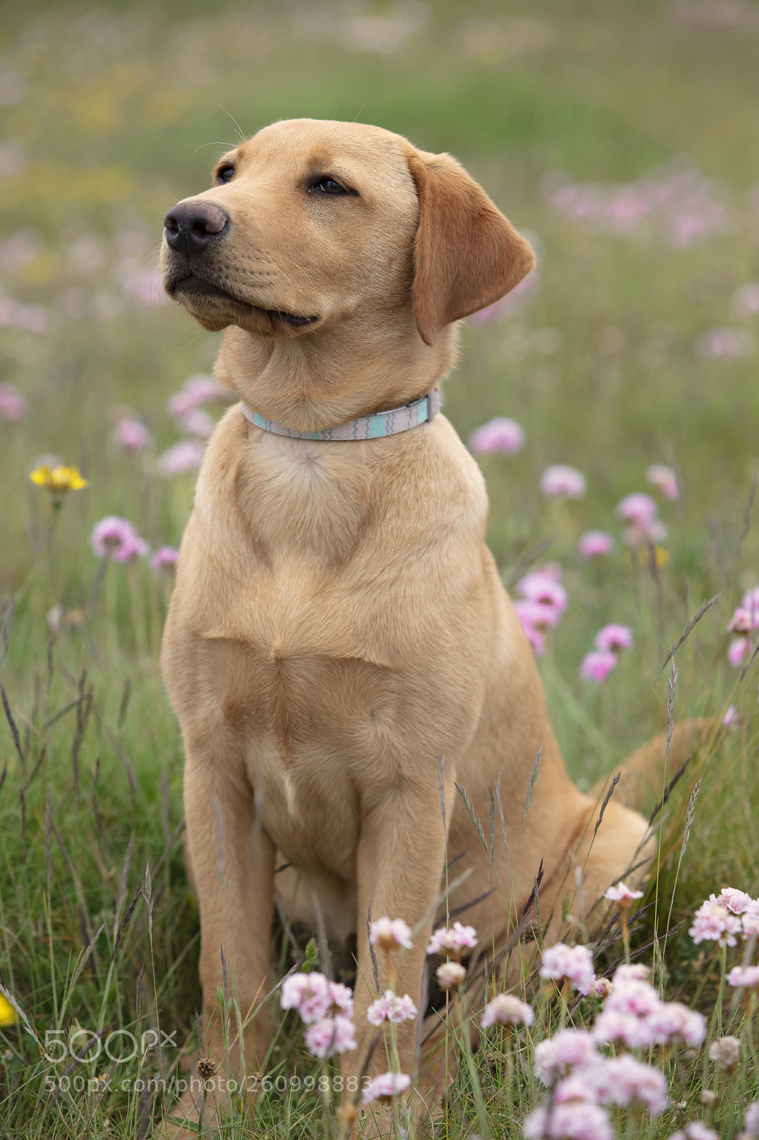 Canon EOS 5DS sample photo. Obie wild flowers photography