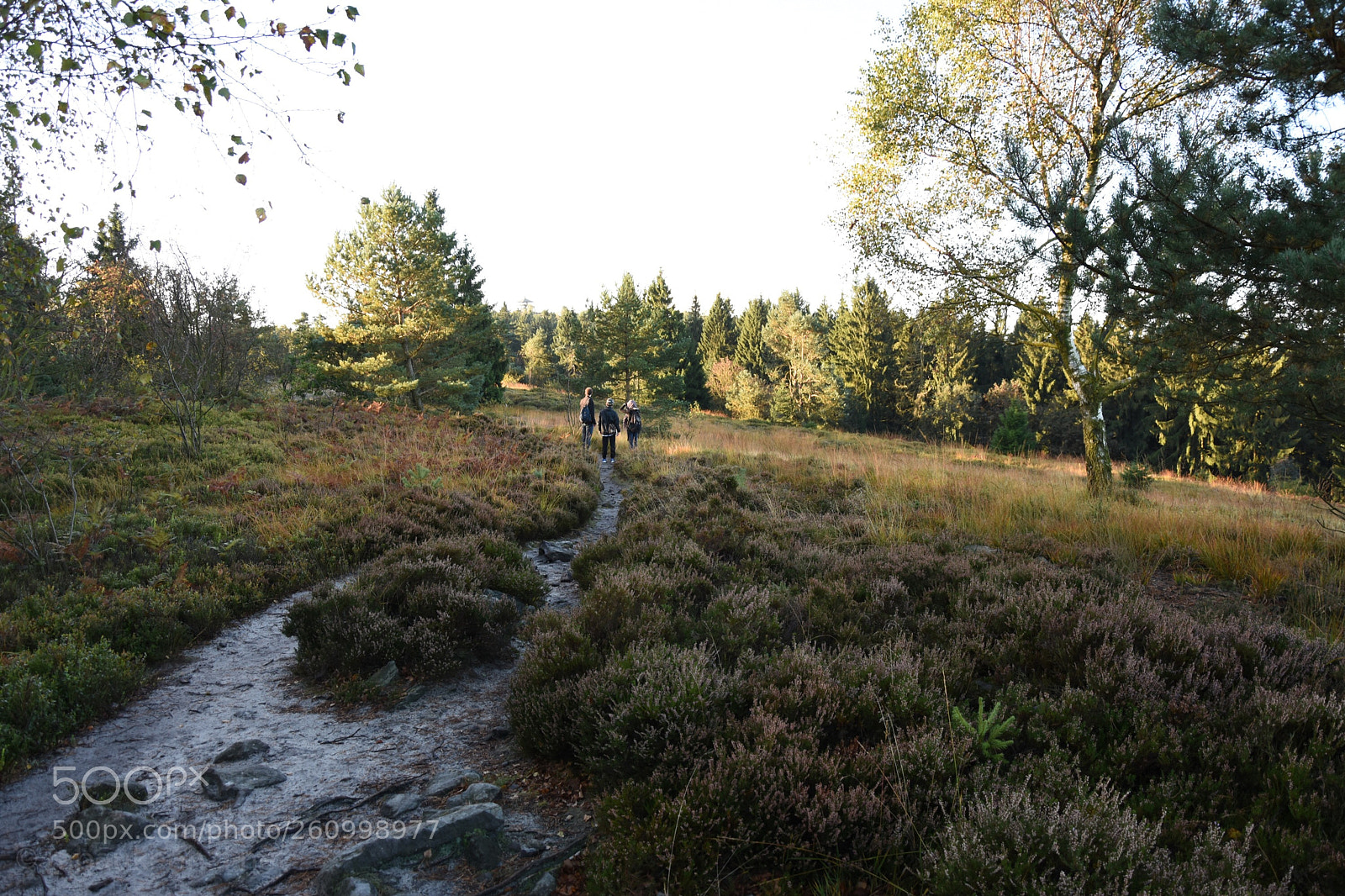 Nikon D7200 sample photo. Am velmerstot photography