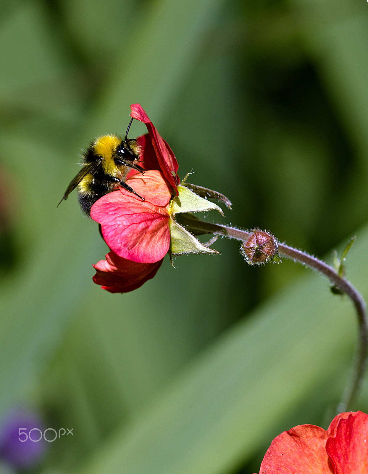 Canon EOS 77D (EOS 9000D / EOS 770D) sample photo. Bee on a flower photography