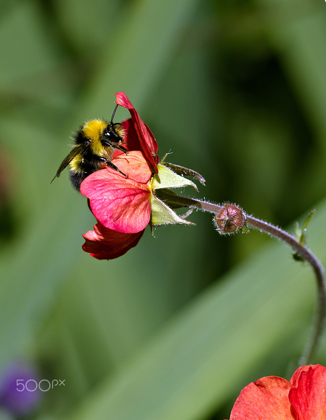 Canon EF 100mm F2.8 Macro USM sample photo. Bee on a flower photography