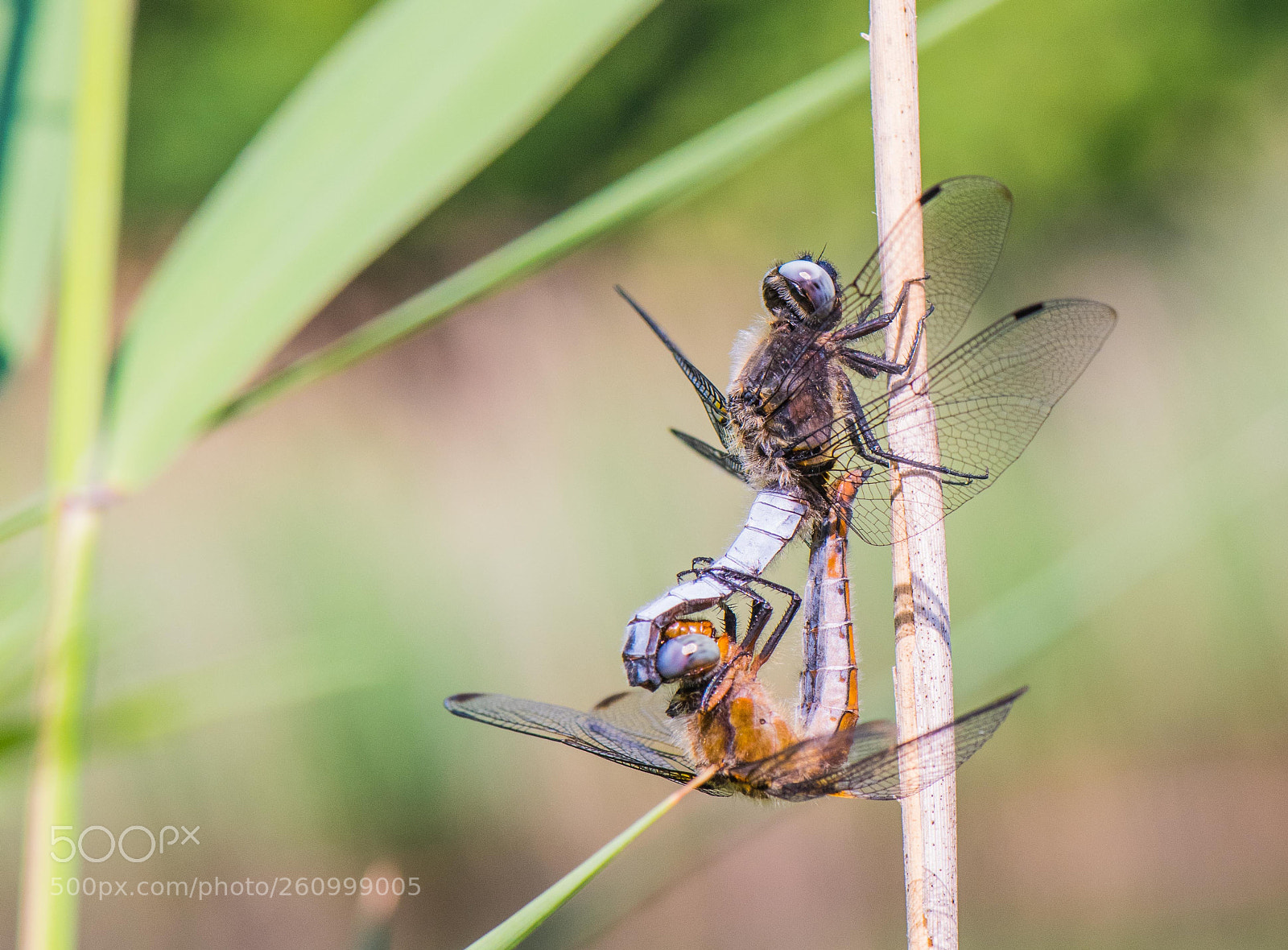 Nikon D810 sample photo. Lover photography