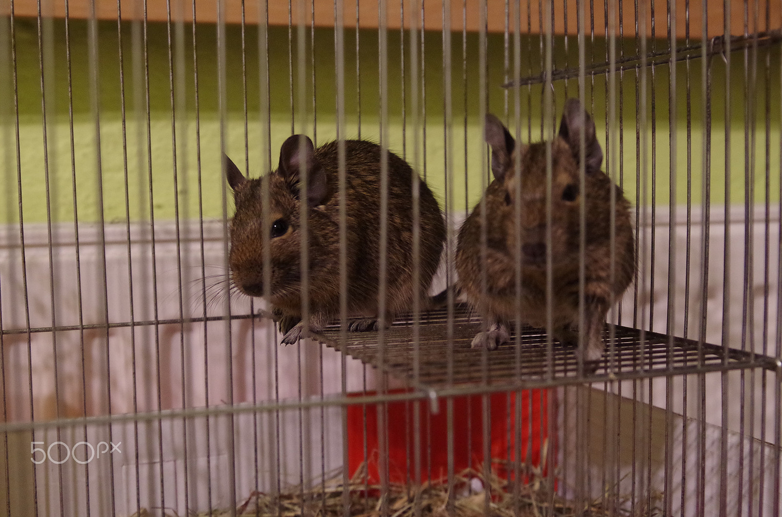 Pentax K-50 sample photo. My degu photography