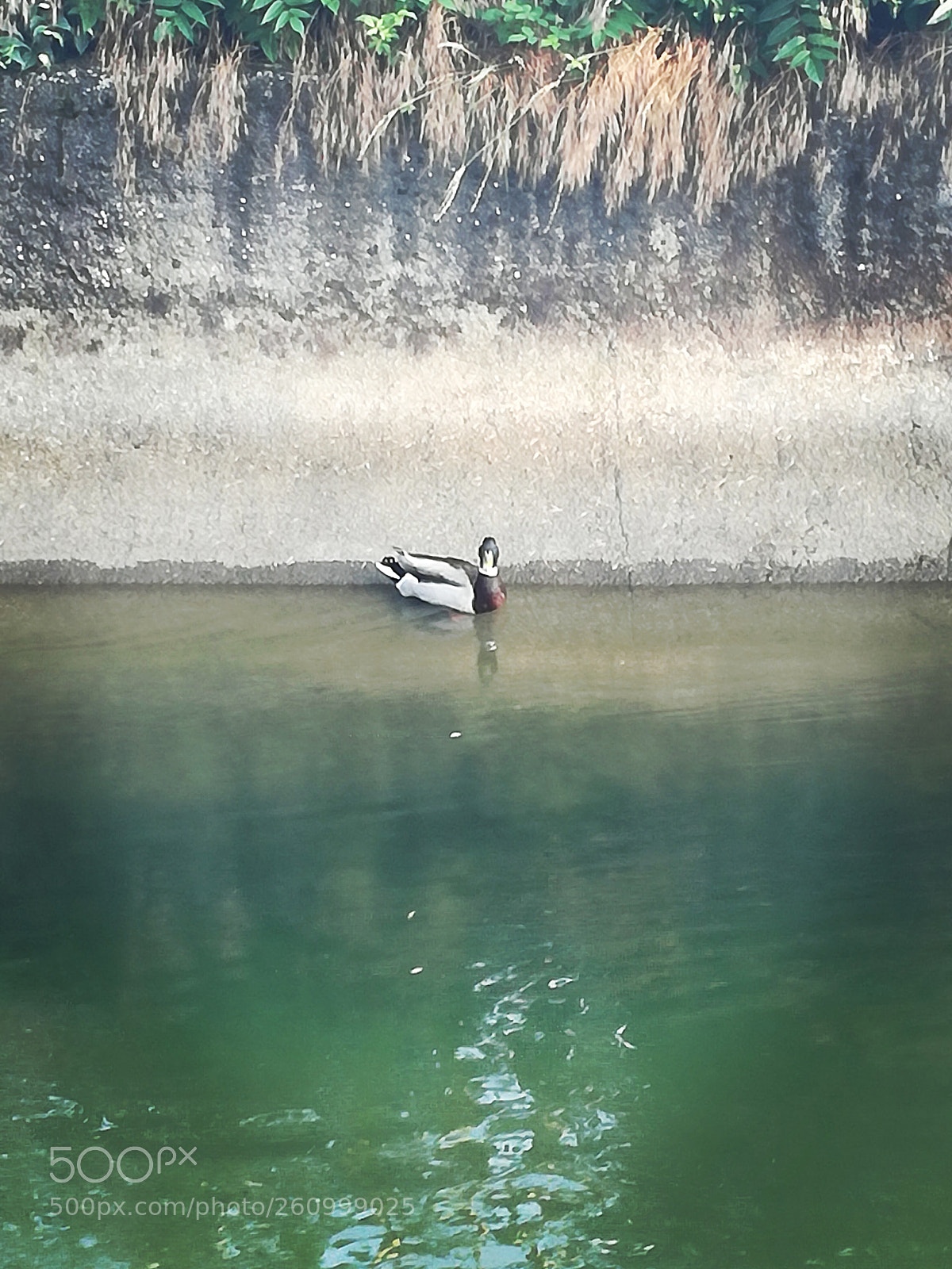 HUAWEI P9 LITE sample photo. Untitled photography