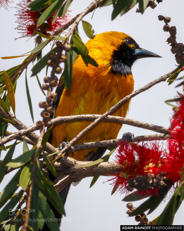 Canon EOS 70D sample photo. Yellow backed oriole jardin photography