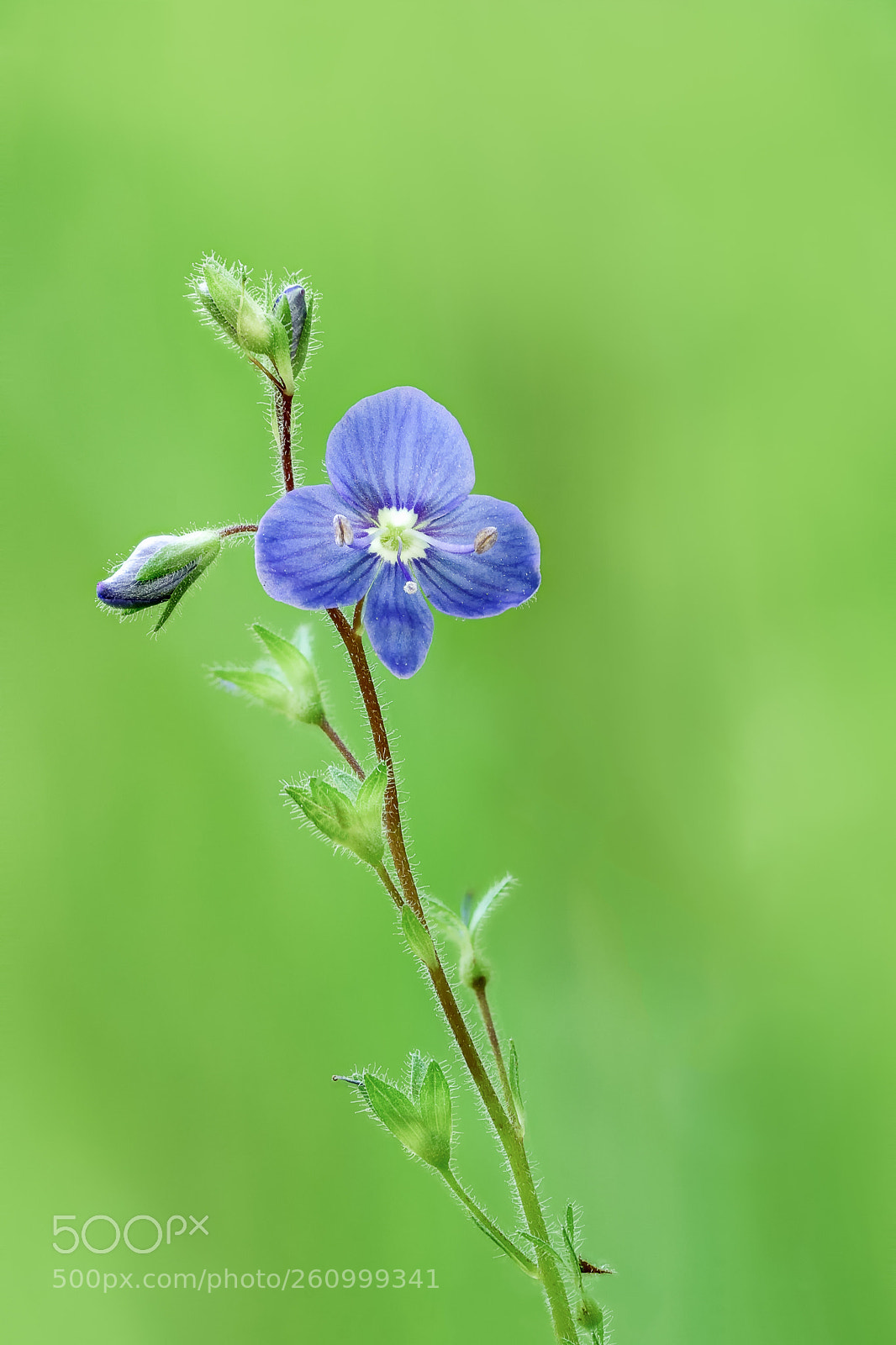 Sony a7 II sample photo. Speedwell photography
