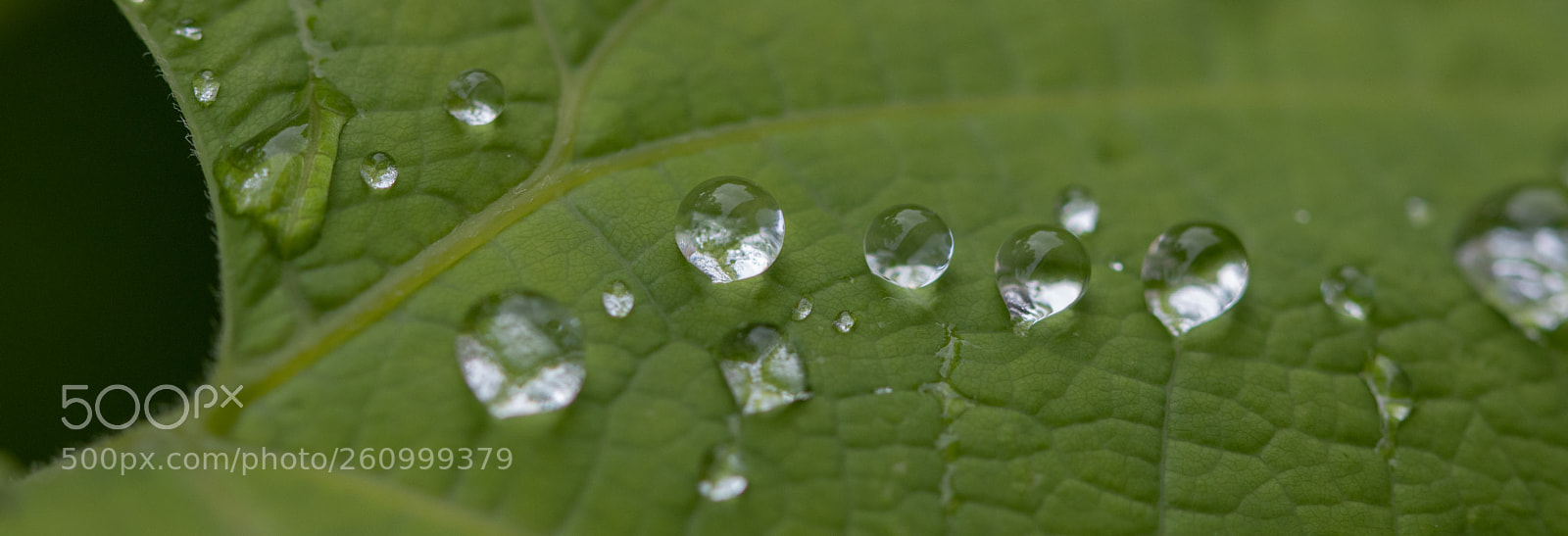Canon EOS 80D sample photo. One drop only photography