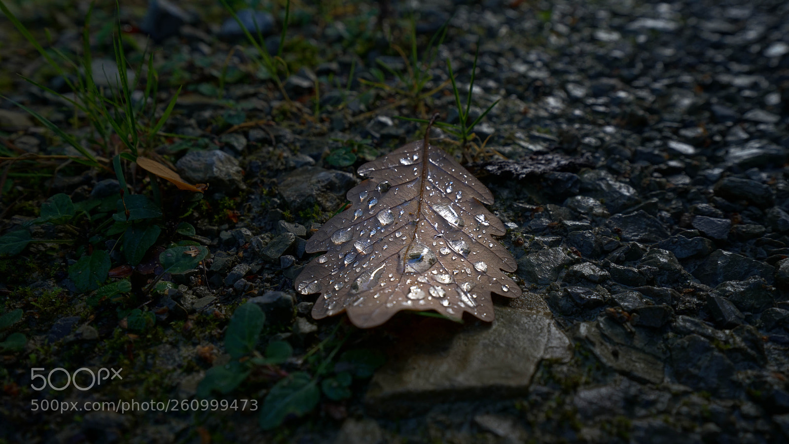 Sony a7 sample photo. Leaf photography