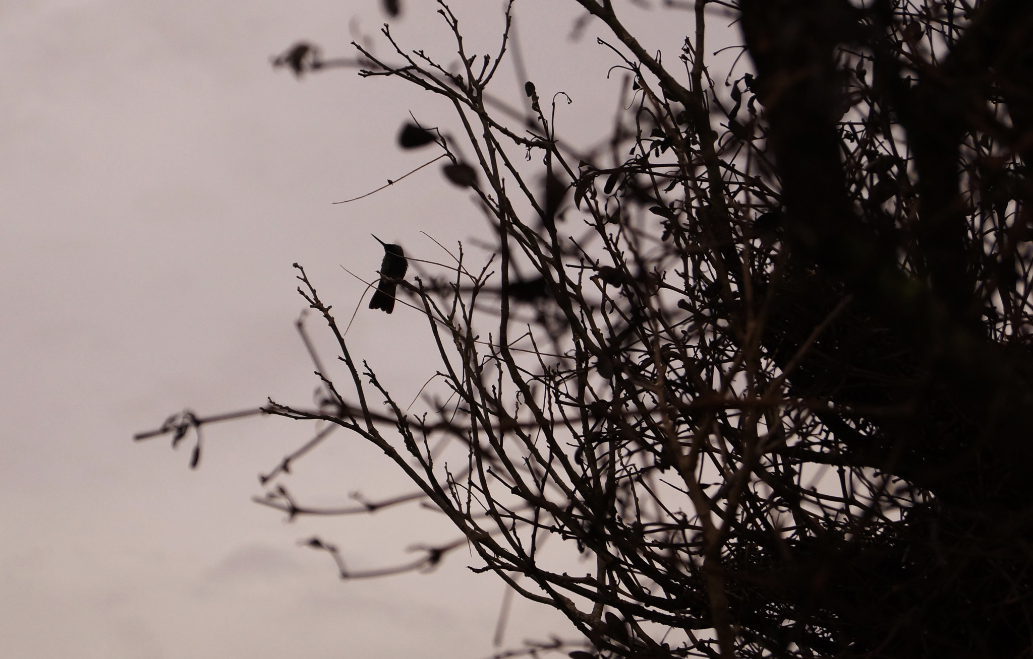 Sony SLT-A37 sample photo. Colibri photography