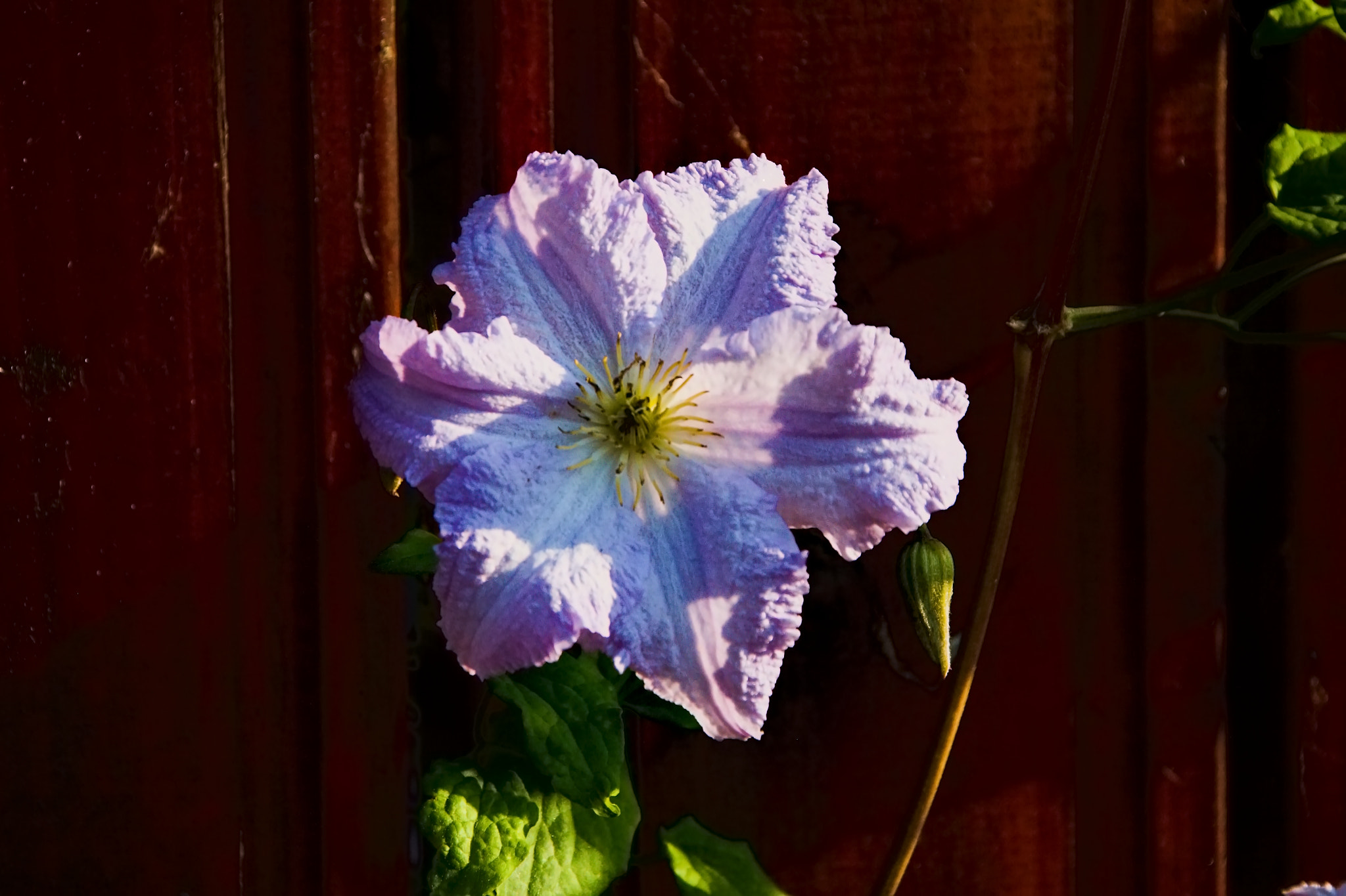 Canon EOS 50D + Canon TS-E 90mm F2.8 Tilt-Shift sample photo. Flower photography