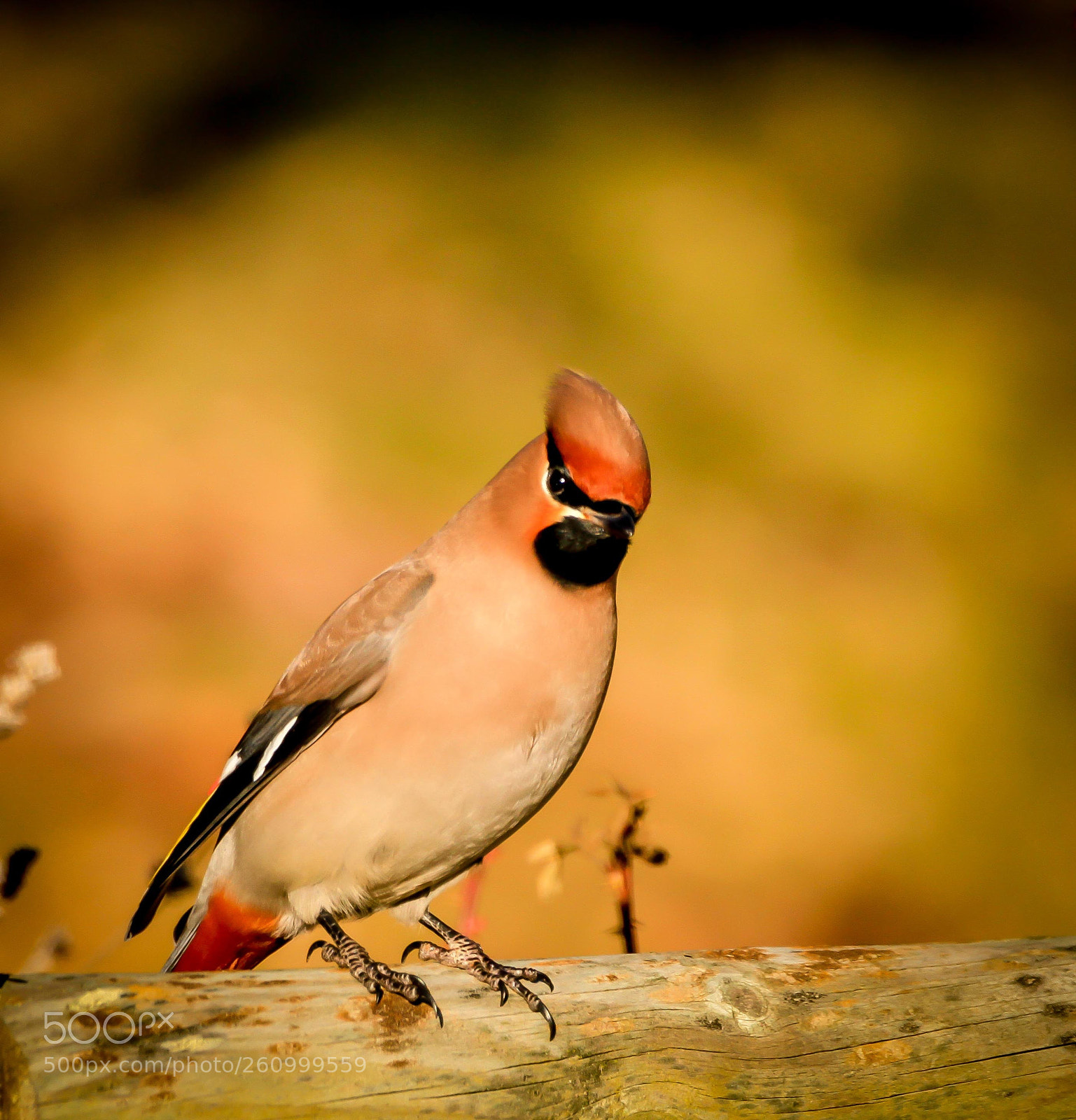 Canon EOS 7D sample photo. Sidensvans  photography
