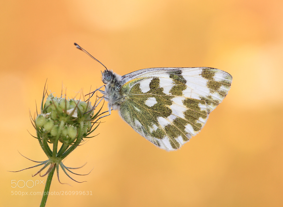 Canon EOS 7D sample photo. Papillon photography