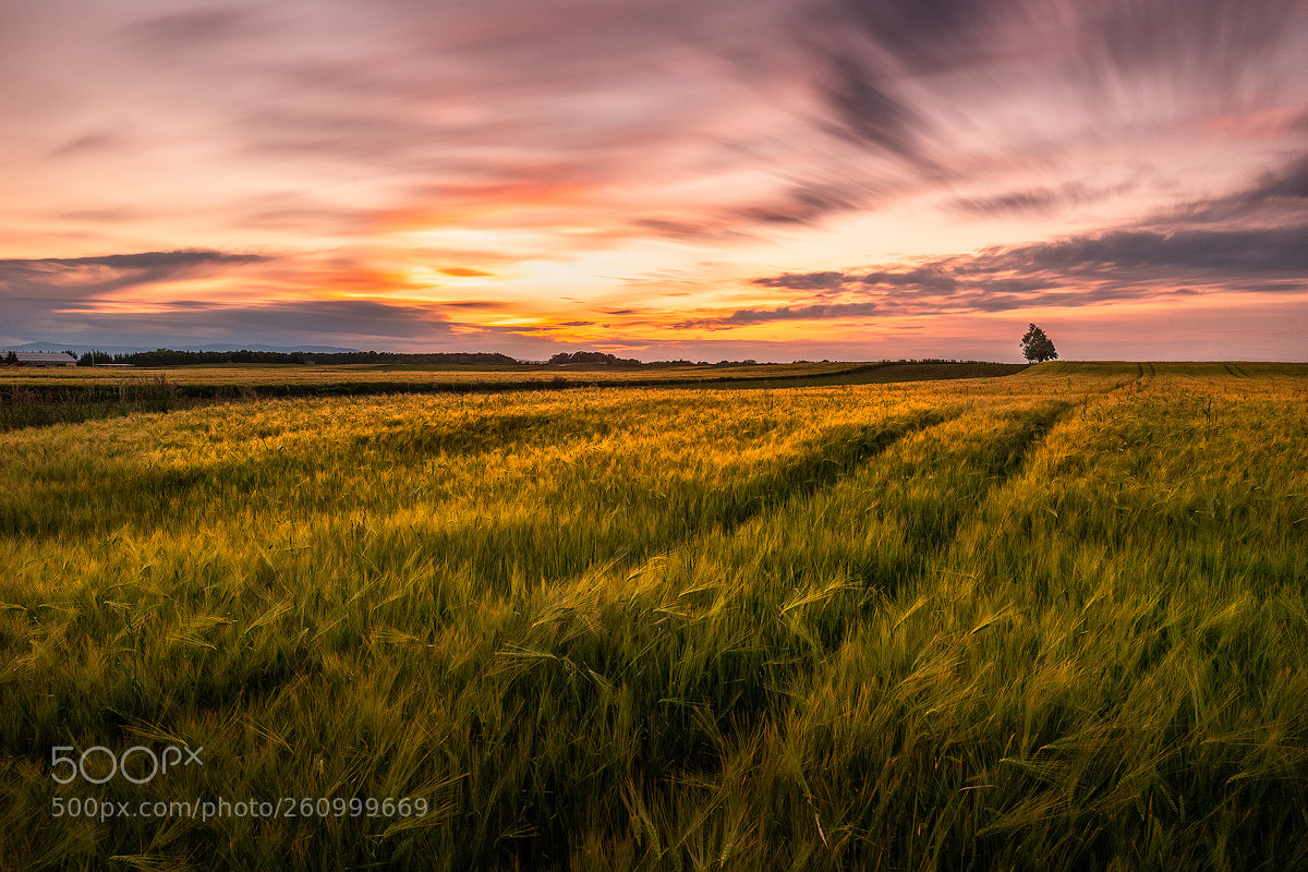 Canon EOS 6D sample photo. Golden field ii. photography