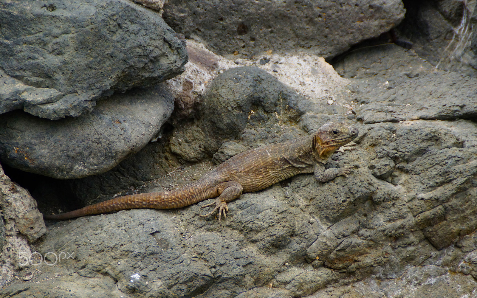 Sony SLT-A65 (SLT-A65V) + Sony DT 18-200mm F3.5-6.3 sample photo. Gran canaria ix, agaete lizard/eidechse photography